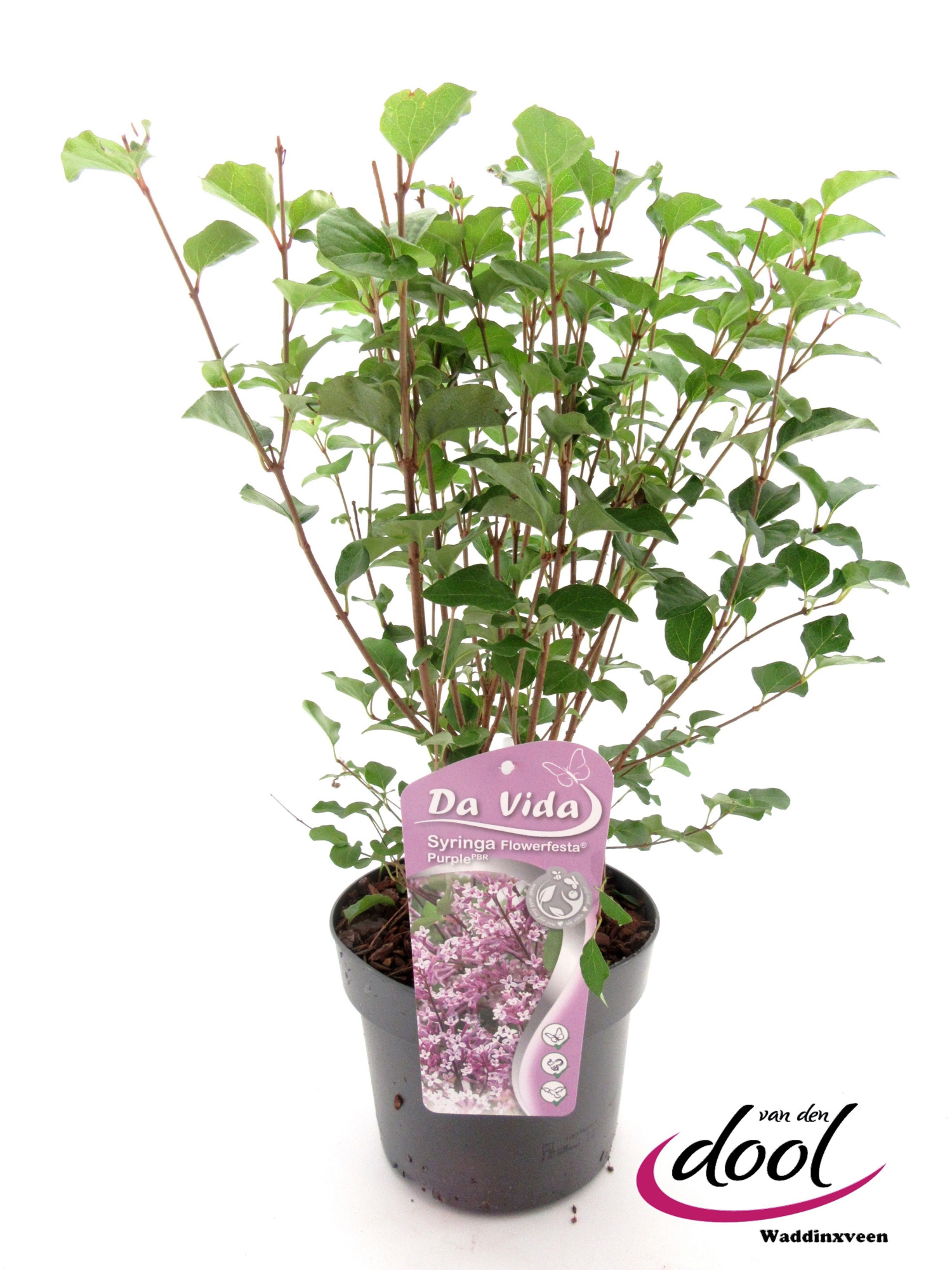 Syringa Flowerfesta Purple, D 19
