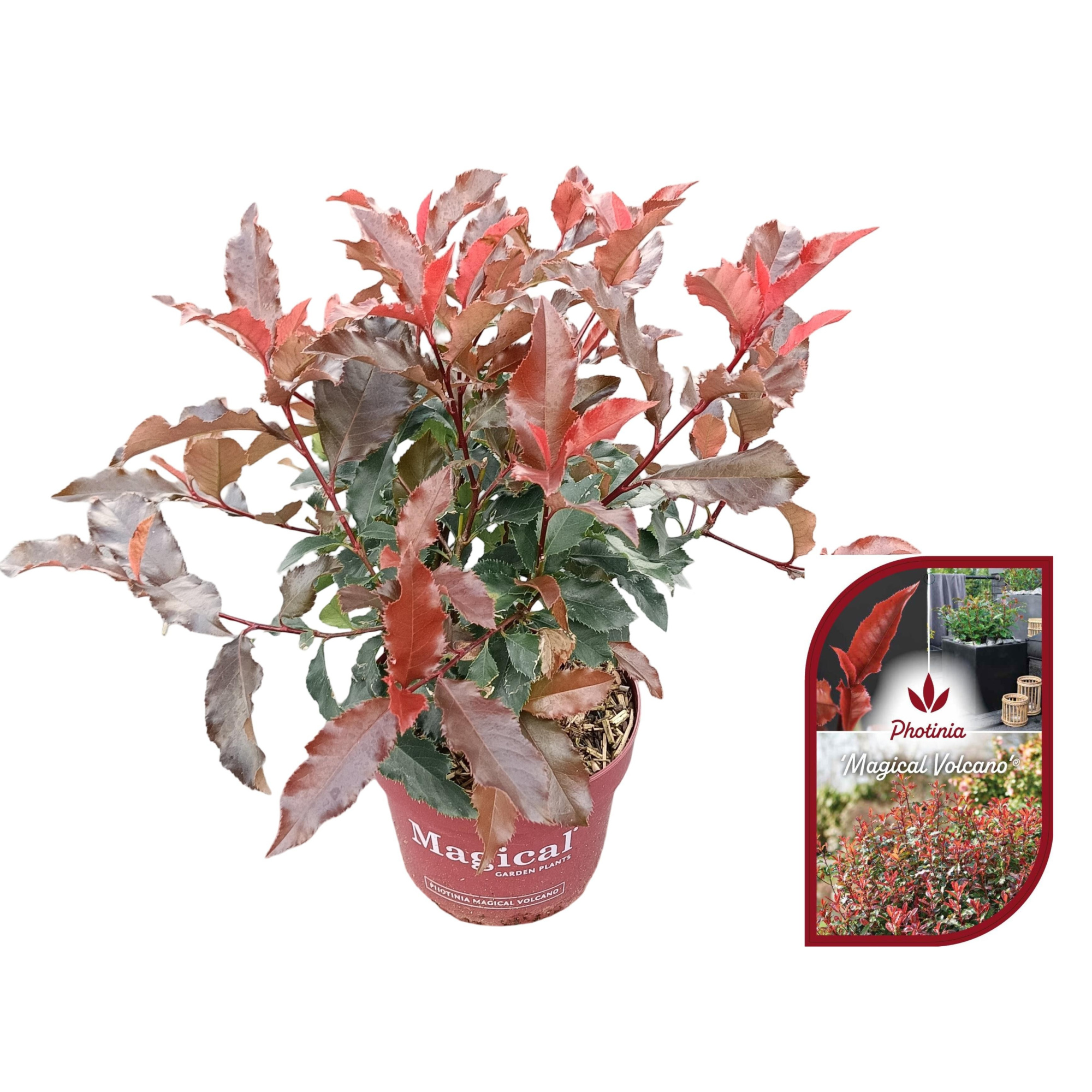 Photinia fraseri 'Magical Volcano'® C2, D 17 cm