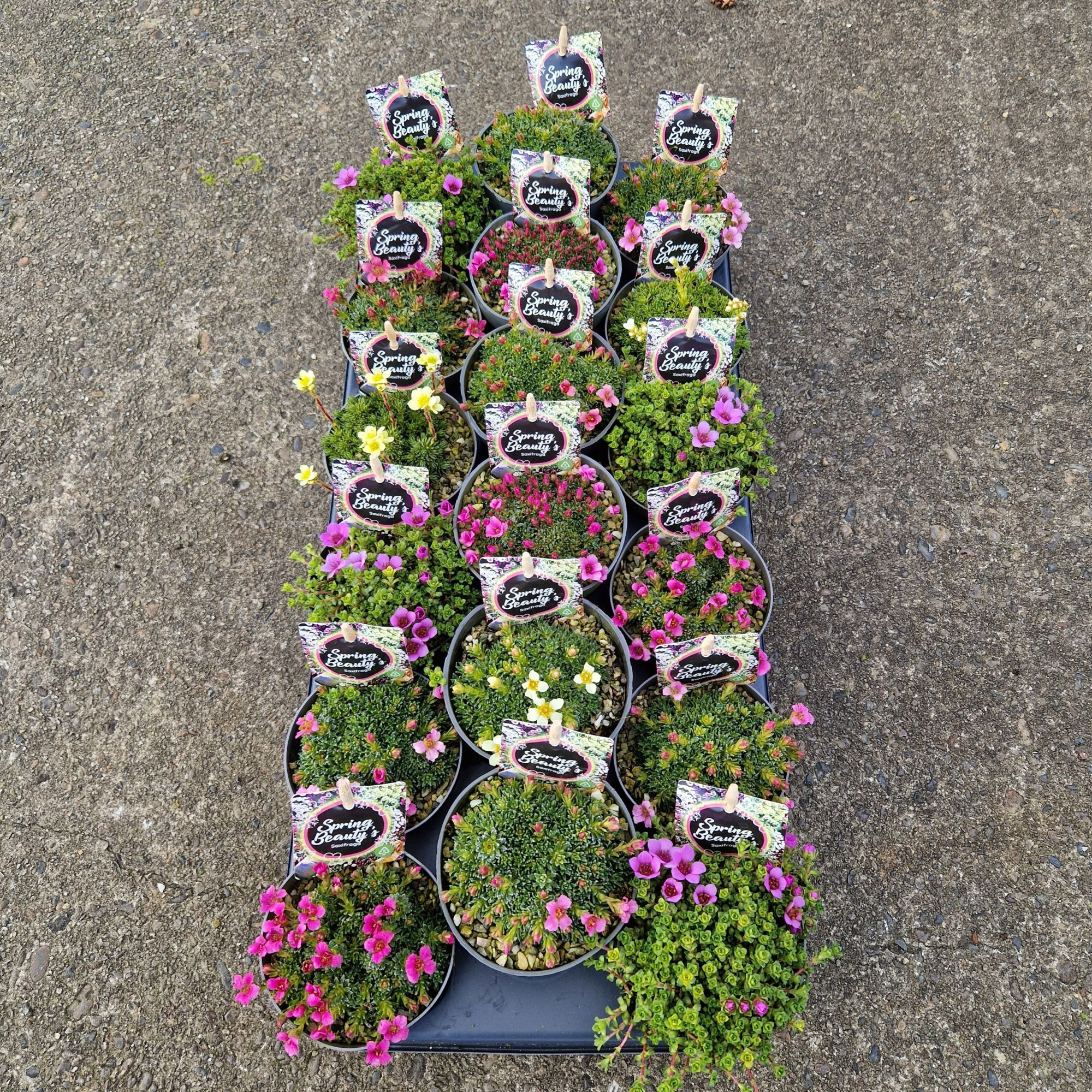 Saxifraga kabschia Spring Beauty Pot 9,5, Mix per Tray, D 9,5