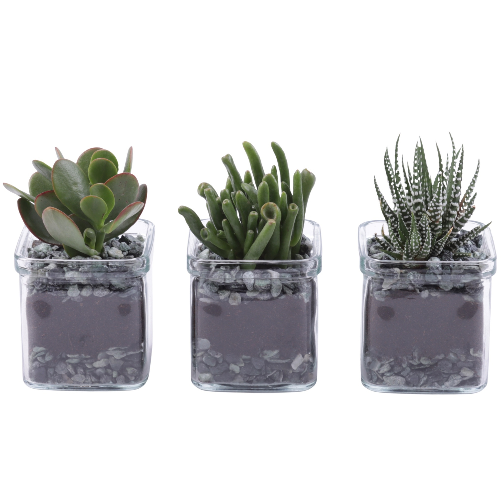Yearround Arr. Succulent Glass Accuglas Square Ø08cm 1PP, D 8 cm