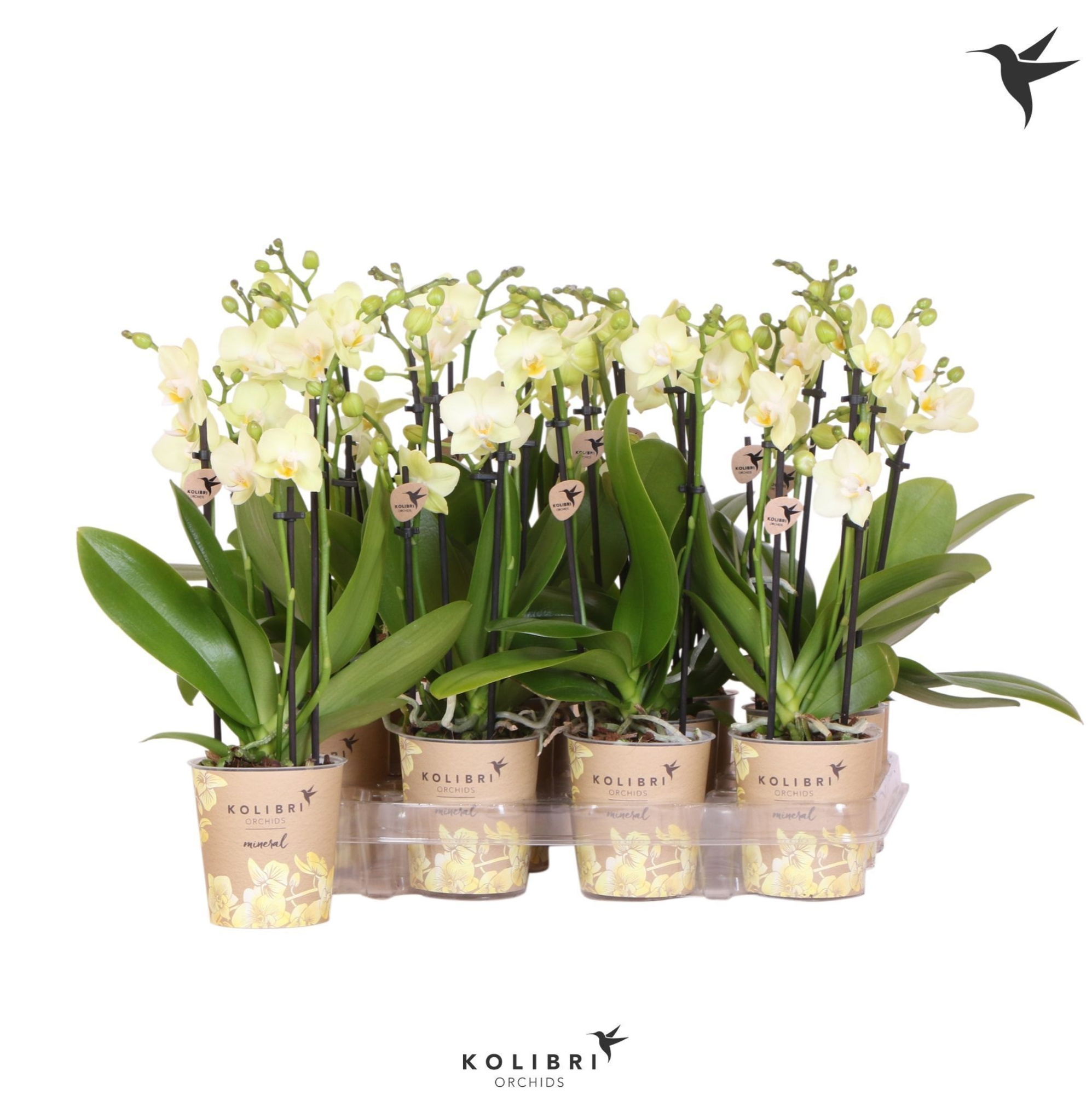Kolibri Orchids Phalaenopsis Yellow 3 spike, D 9