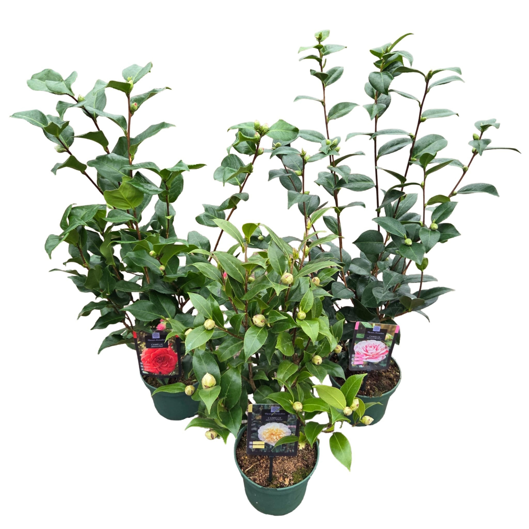 Camellia jap. 'Mix', D 19