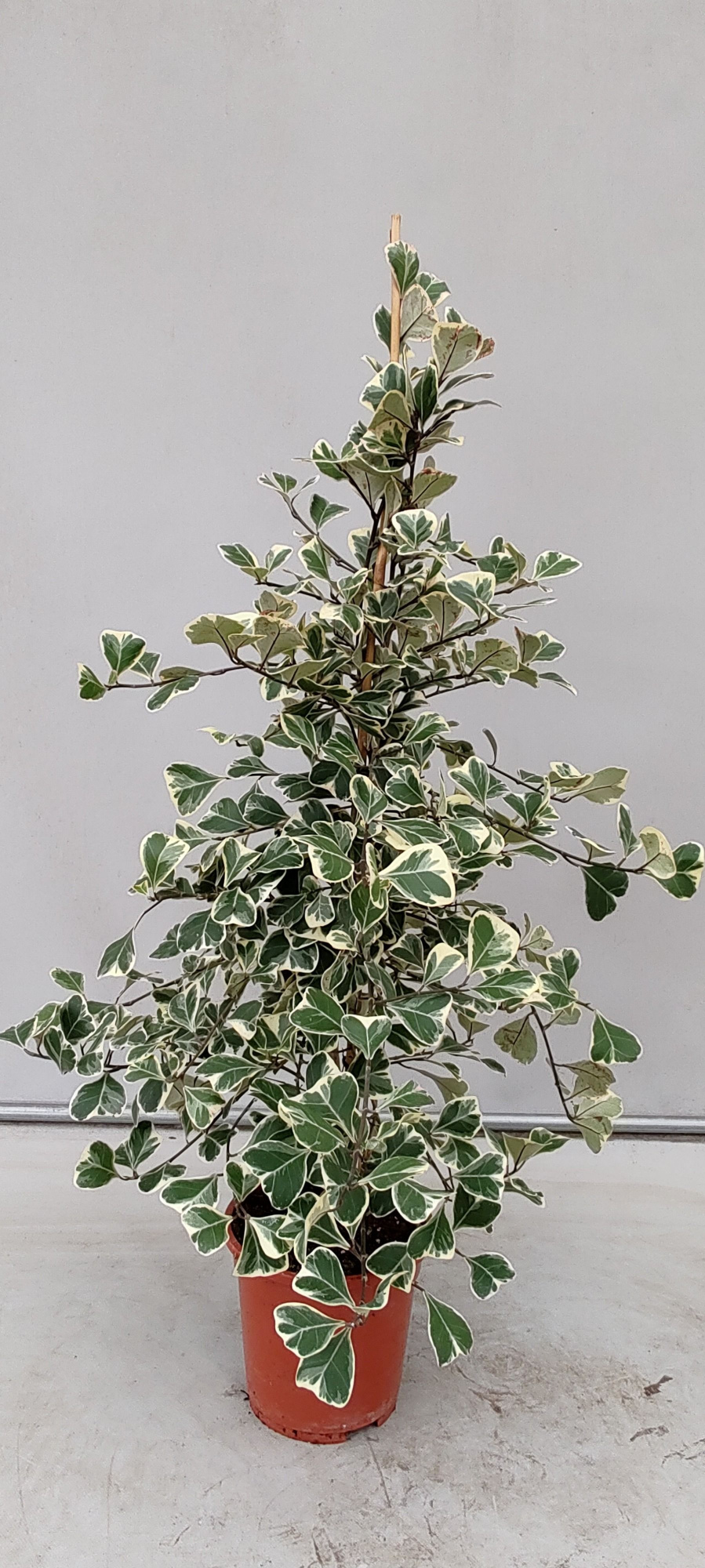 ficus sweetheart, D 17 cm