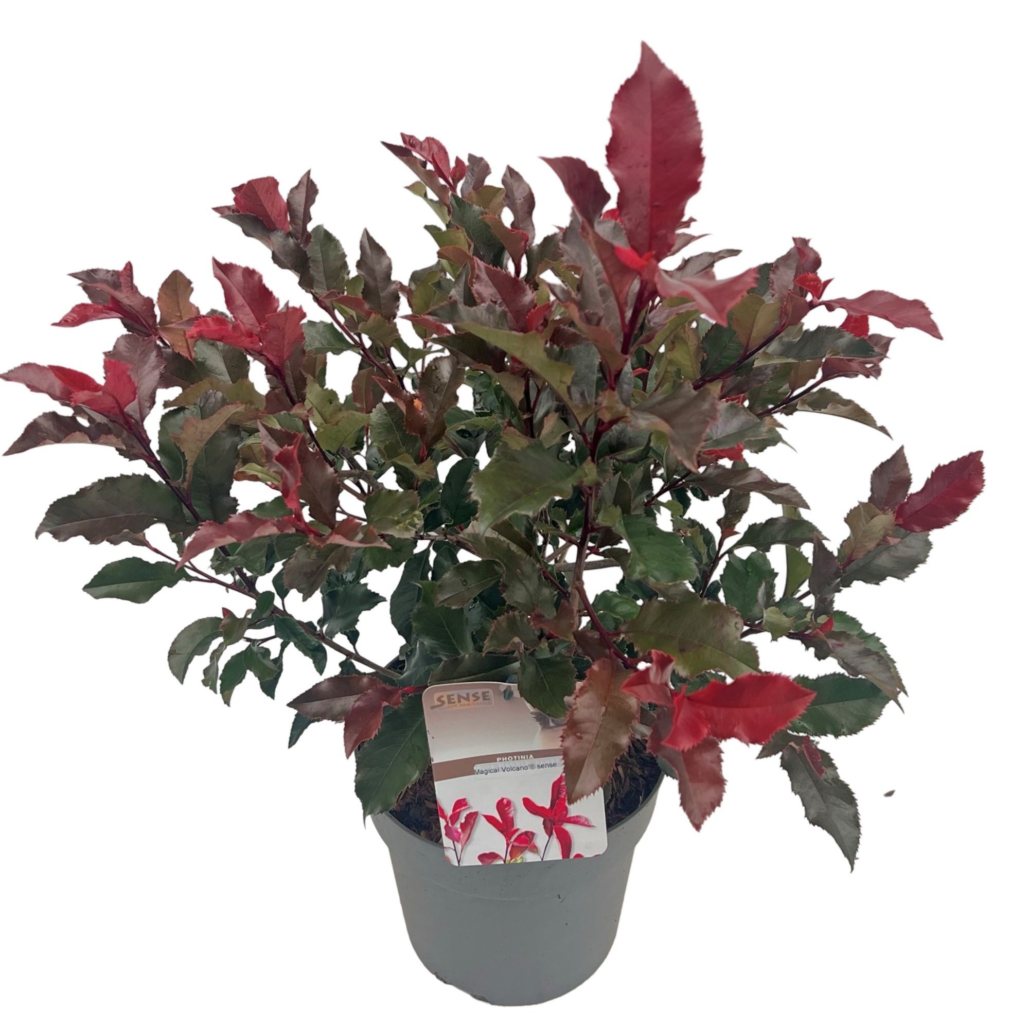 Photinia fras. 'Magical Volcano' ® sense, D 23 cm