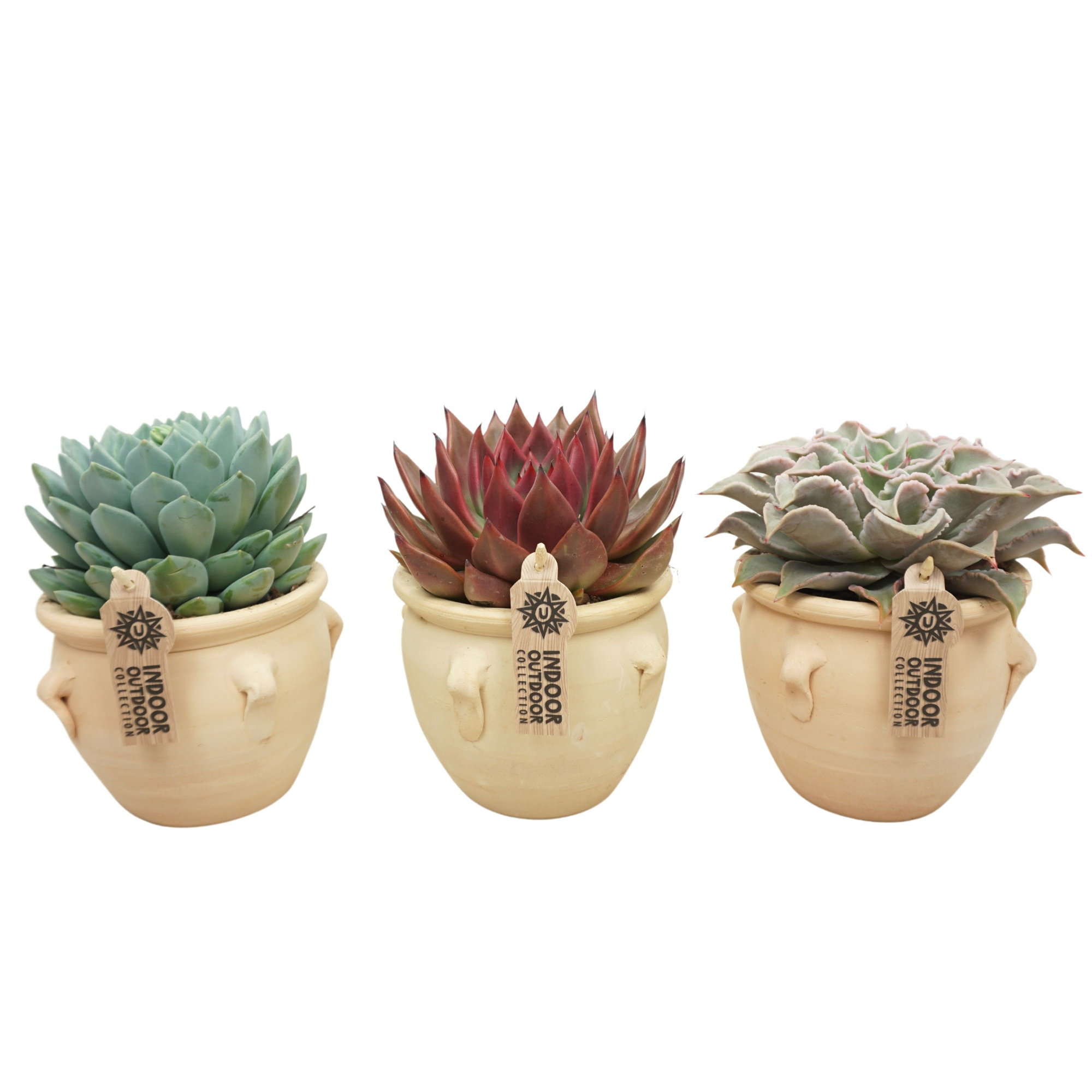 Echeveria mix in 16 cm 'Kruik La Vica', D 13 cm