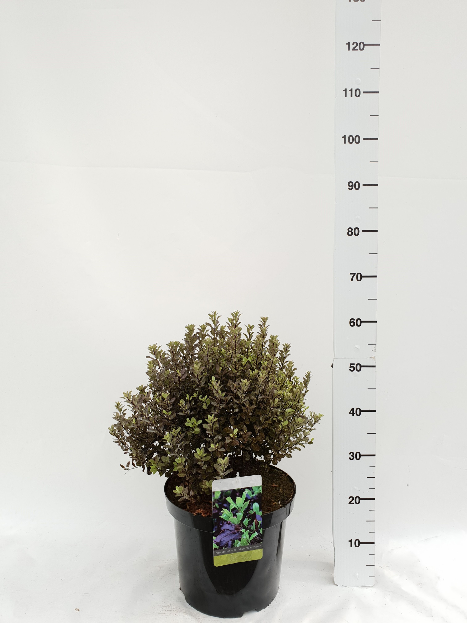 Pittosporum tenuifolium 'Tom Thumb', D 30 cm