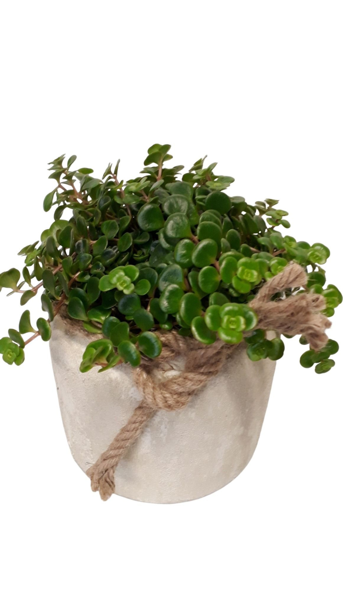 RWP16TOR Rude White Pot Sedum Tornado, D 16 cm