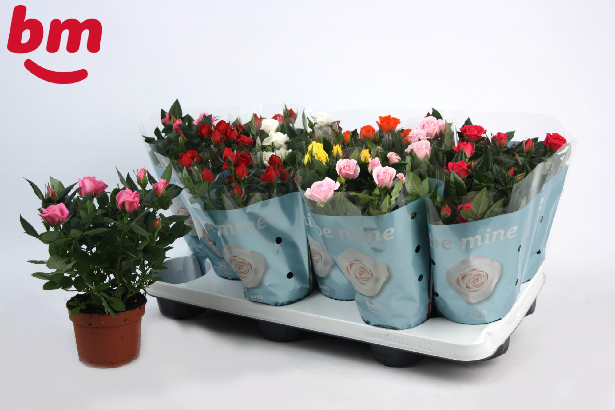 Rosa Beau Monde gemengd 10,5 cm, D 10,5