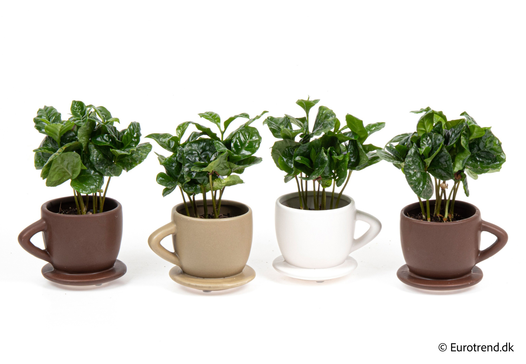 Coffea in New Look ceramic 2026, D 6