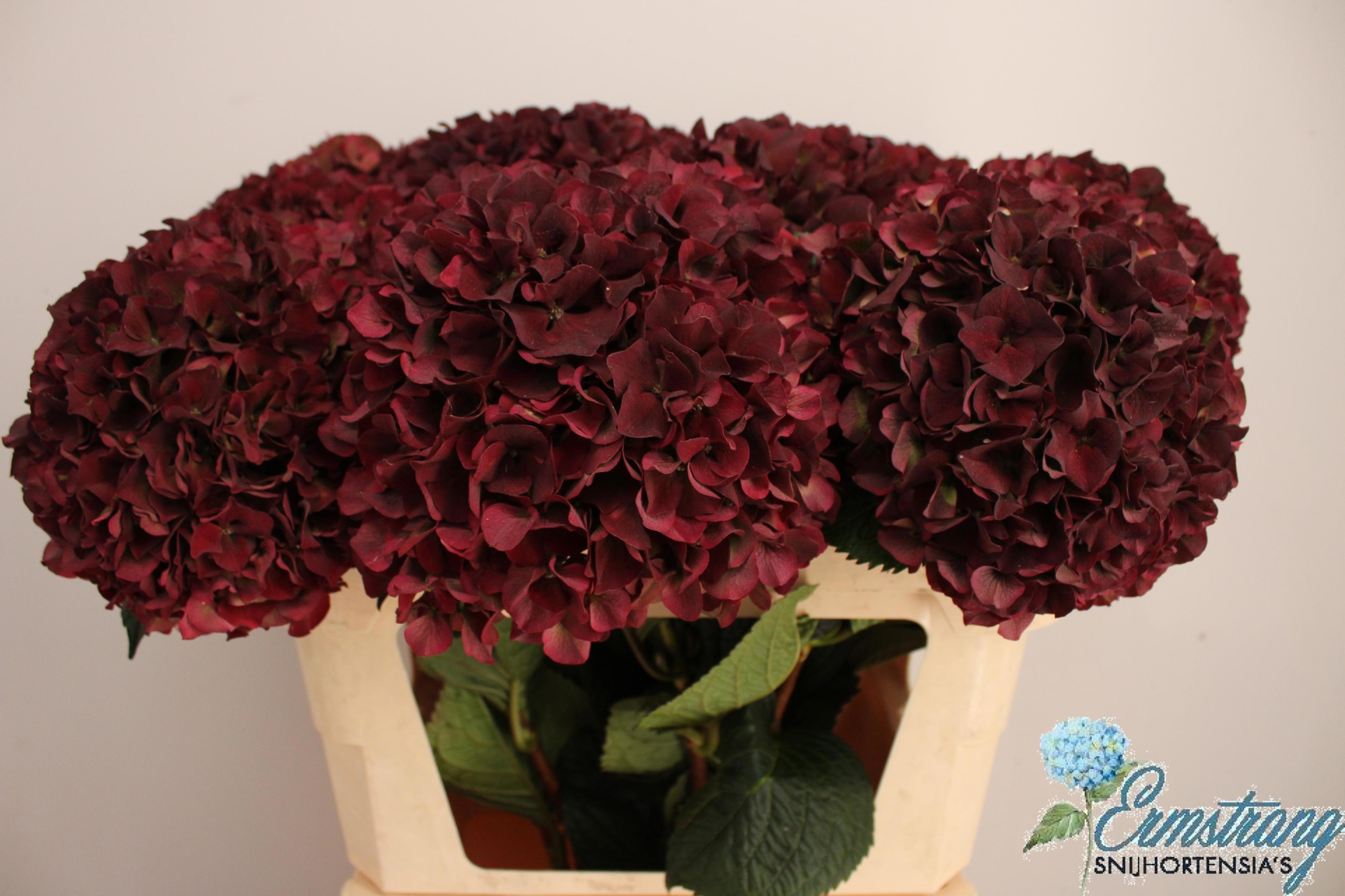 Гортензия Мэджикал Пинк Руби Классик 75, шт.