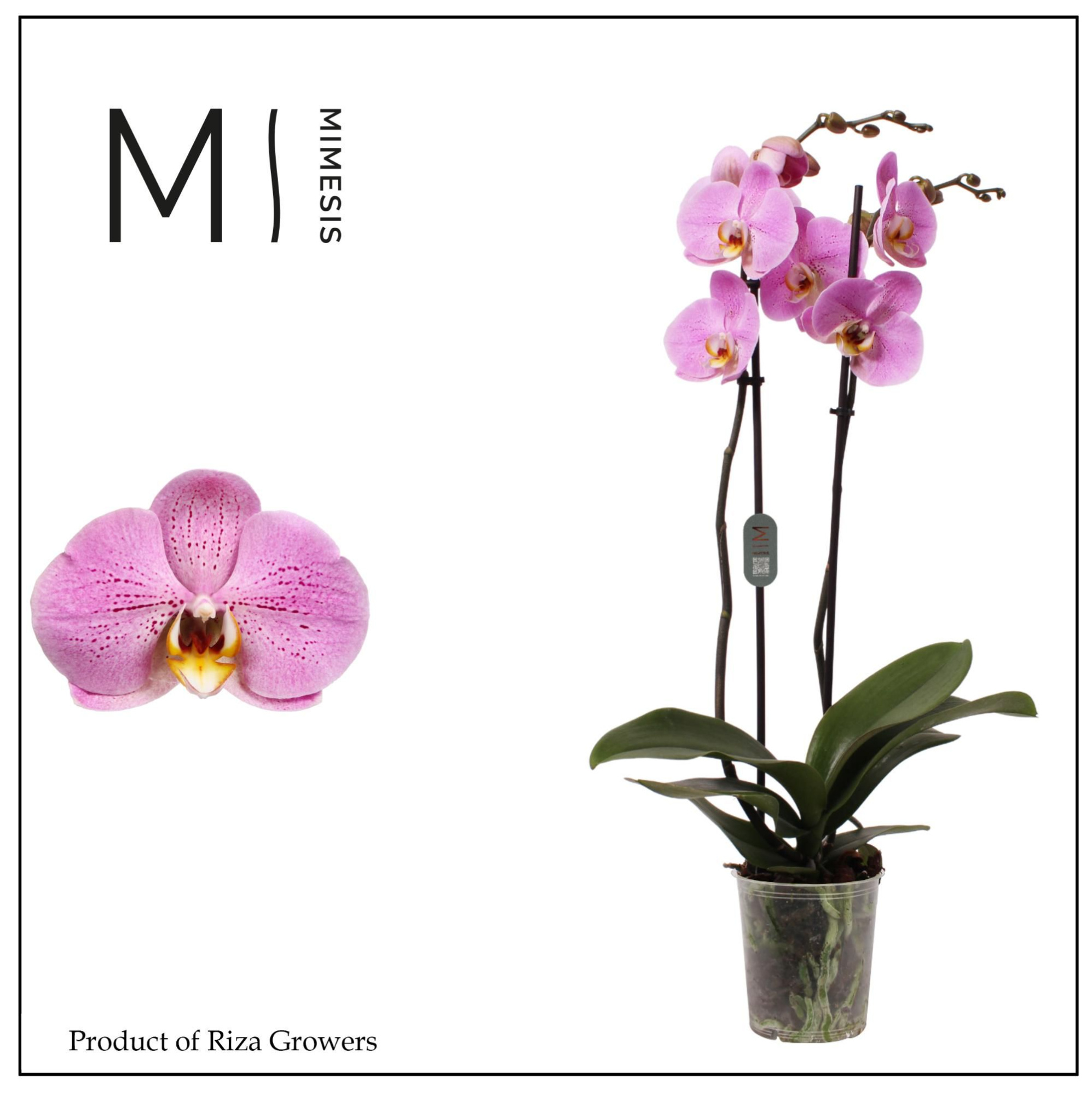 Phalaenopsis Seine 2 spike - 12cm | Mimesis, D 12 cm