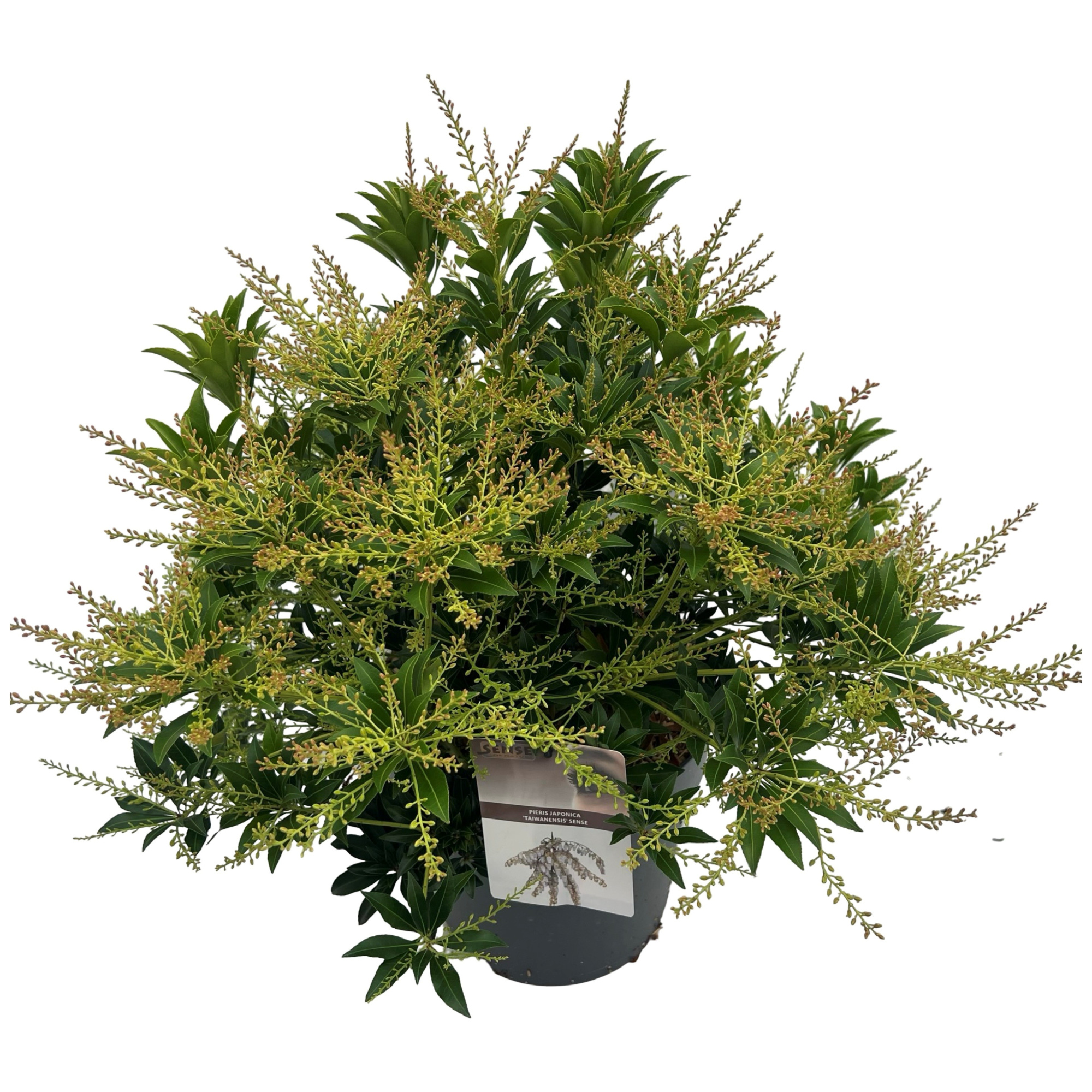 Pieris jap. 'Taiwanensis' sense, D 27 cm