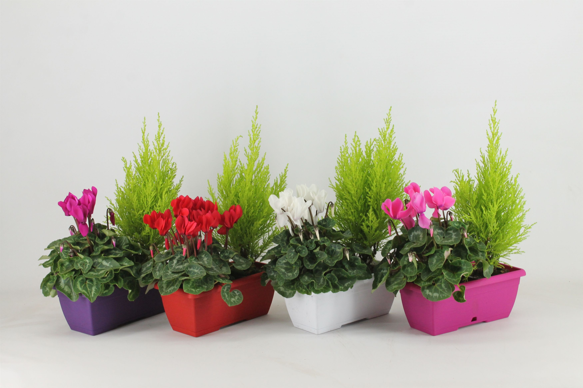 Hello Autumn Duobakje 'Storm', D 25 cm