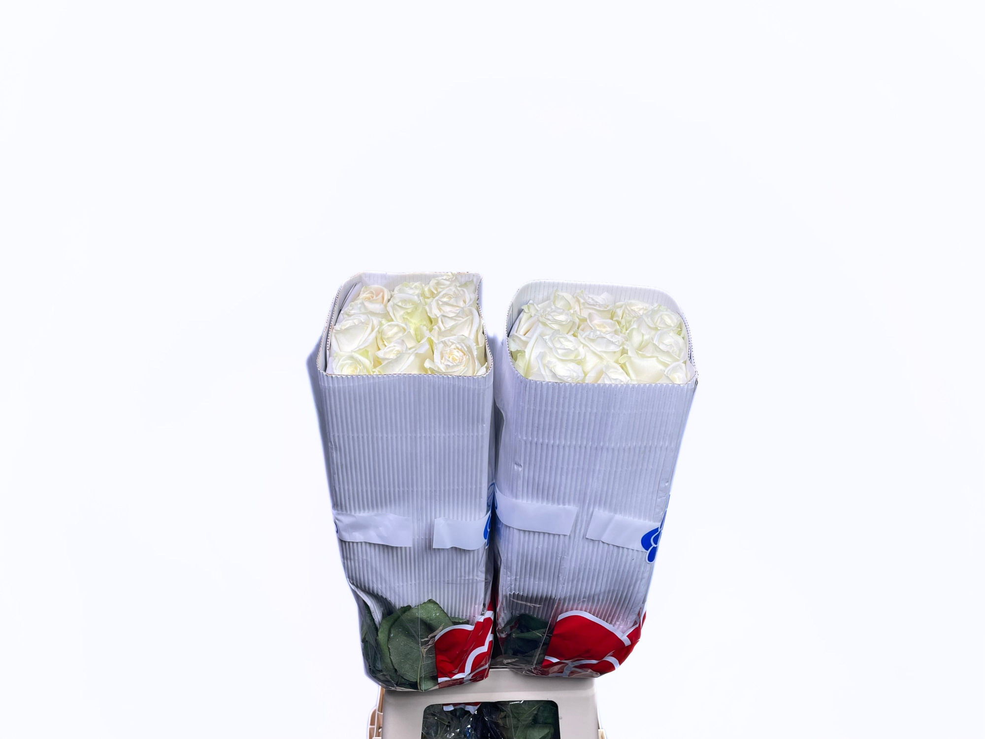 Роза од. Плая Бланка 70, шт.