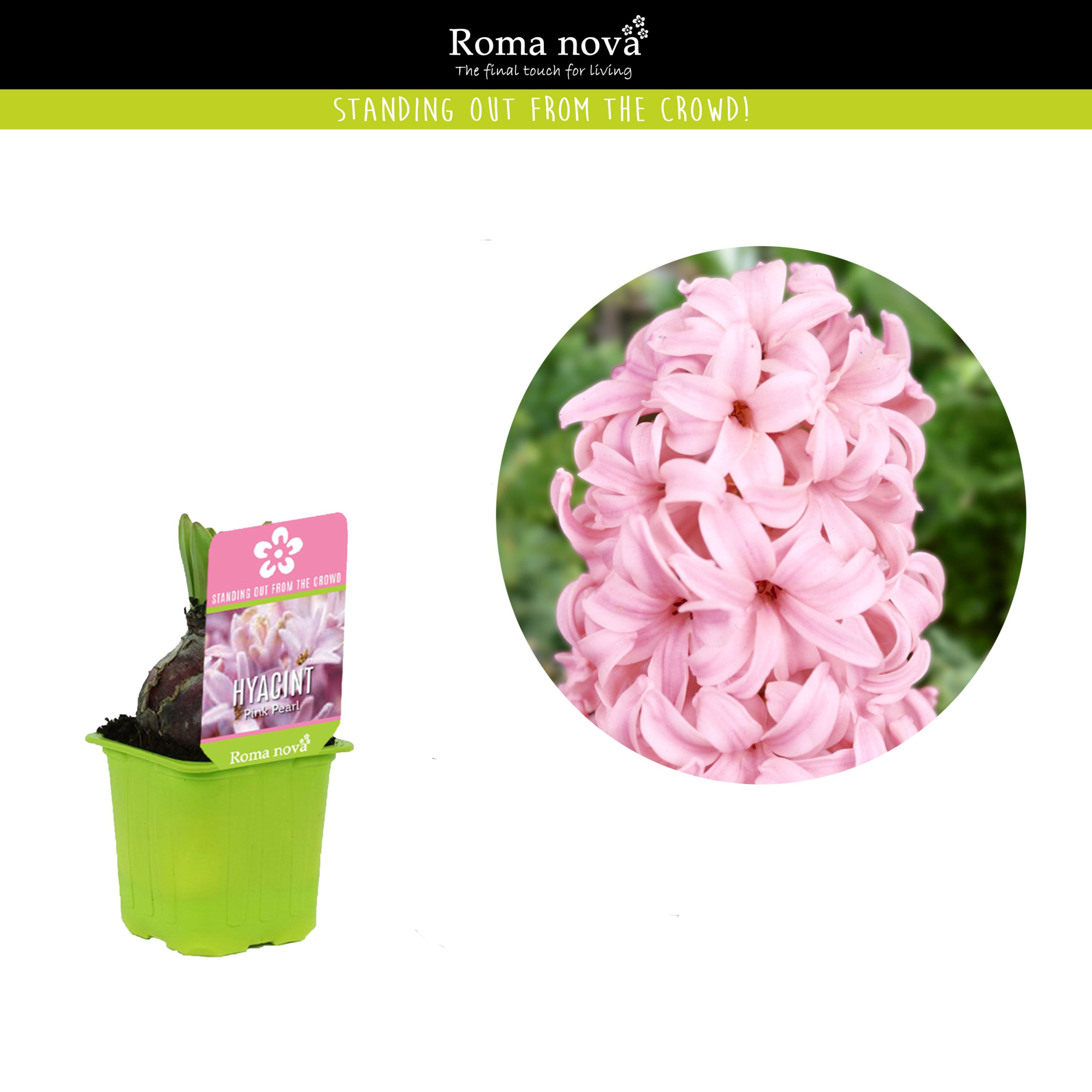 Hyacint Pink Pearl 7cm, D 7