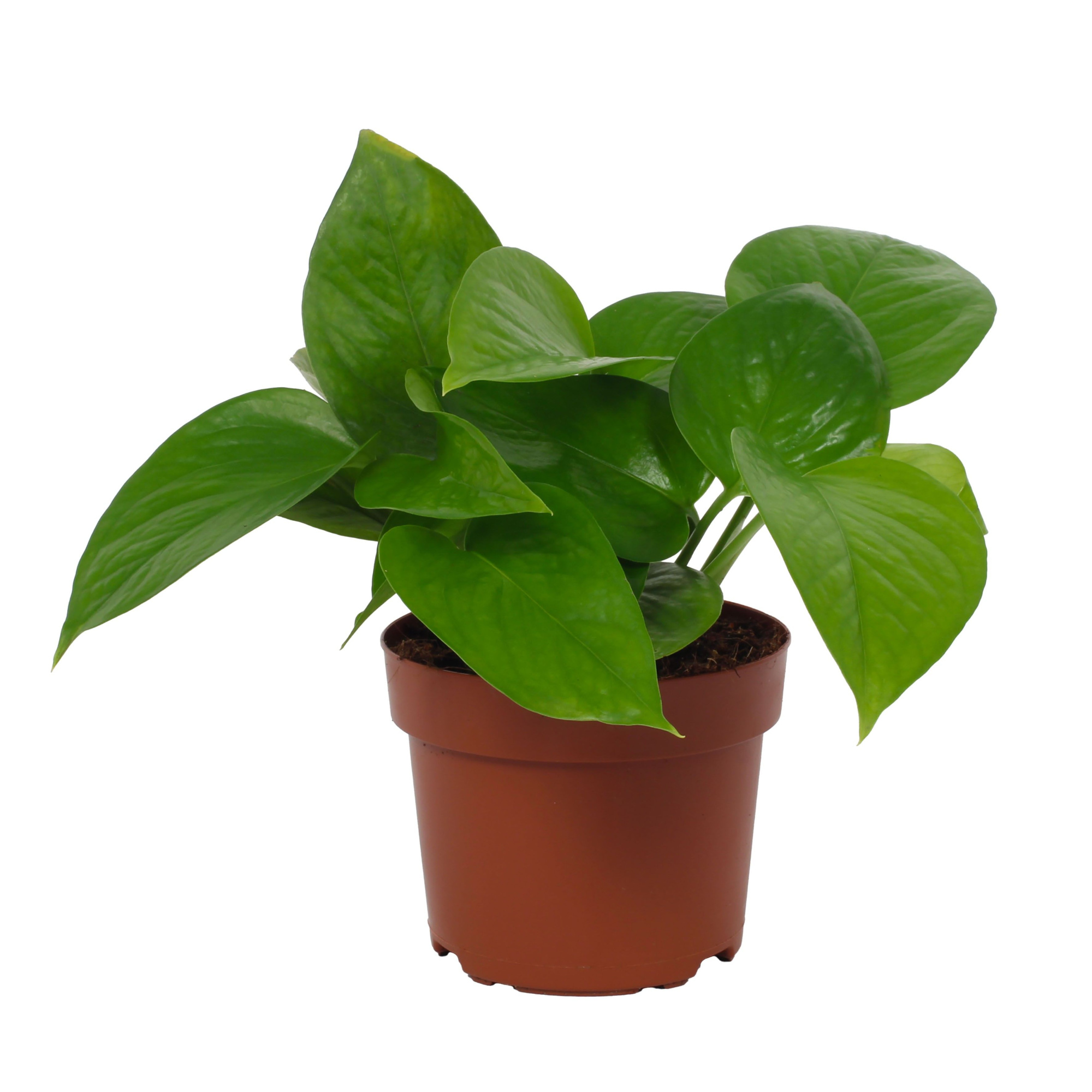 Epipremnum Jade 12cm, D 12 cm