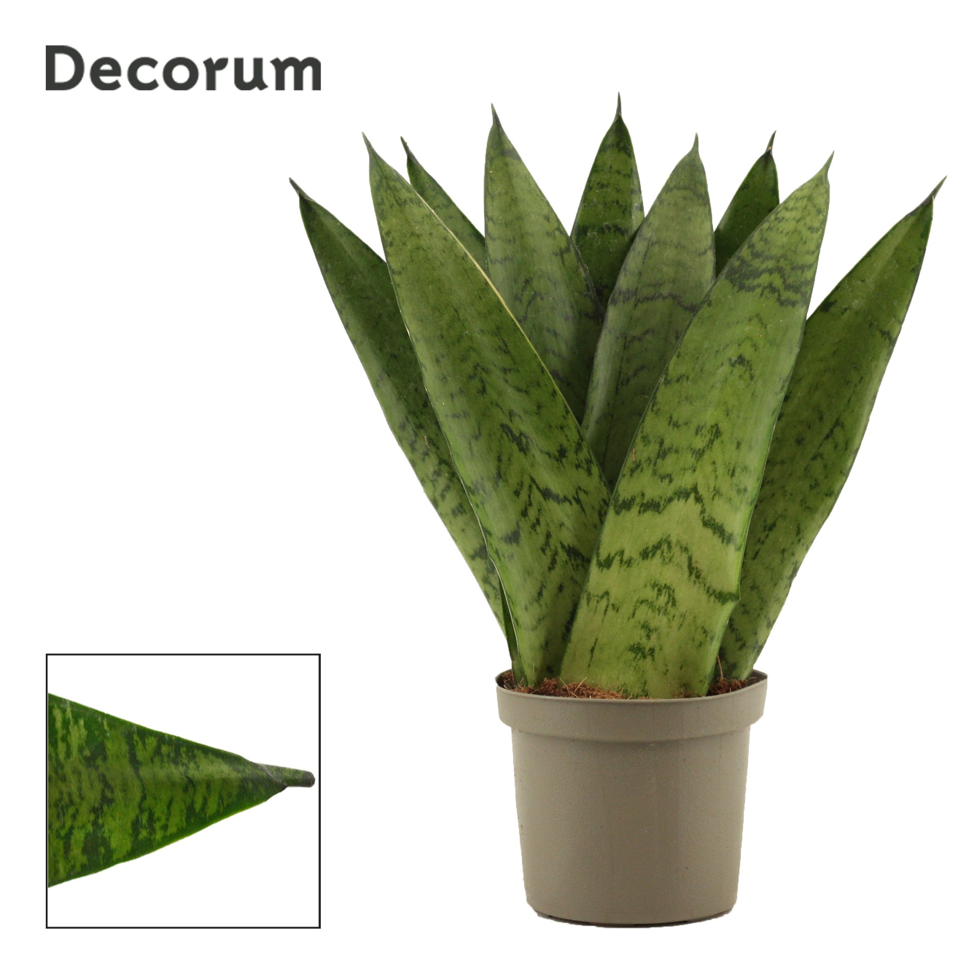 Sansevieria Zeylanica Fan 9 cm (Decorum), D 9 cm