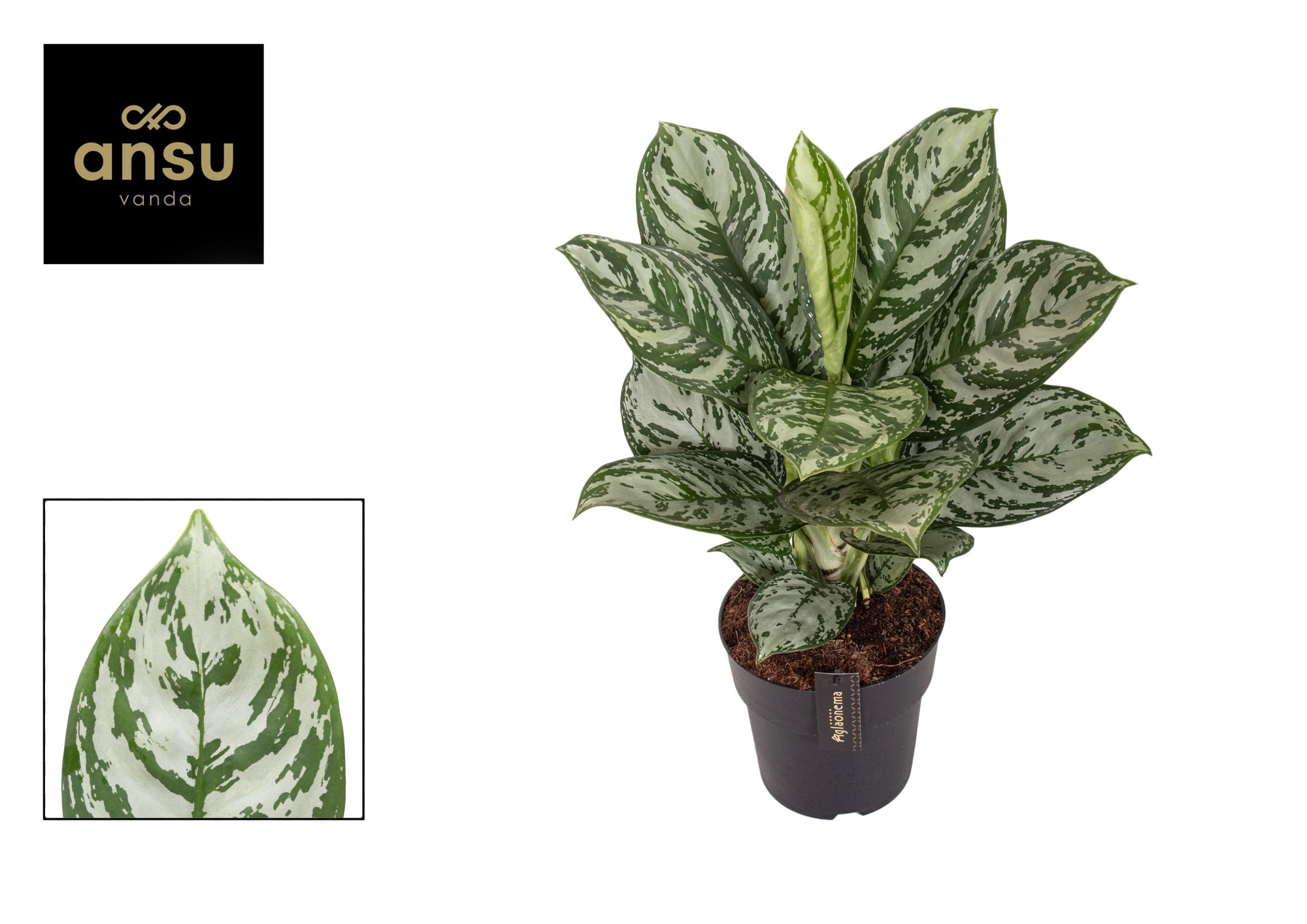 Aglaonema Jungle Silver, D 19 cm