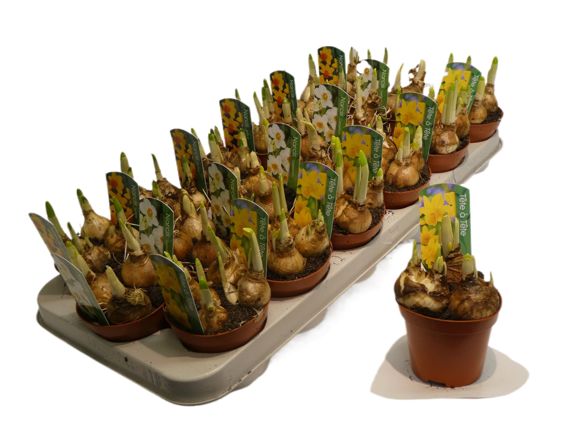 Narcis mix 9cm kan afwijken van foto, 2 kleuren!!!, D 9