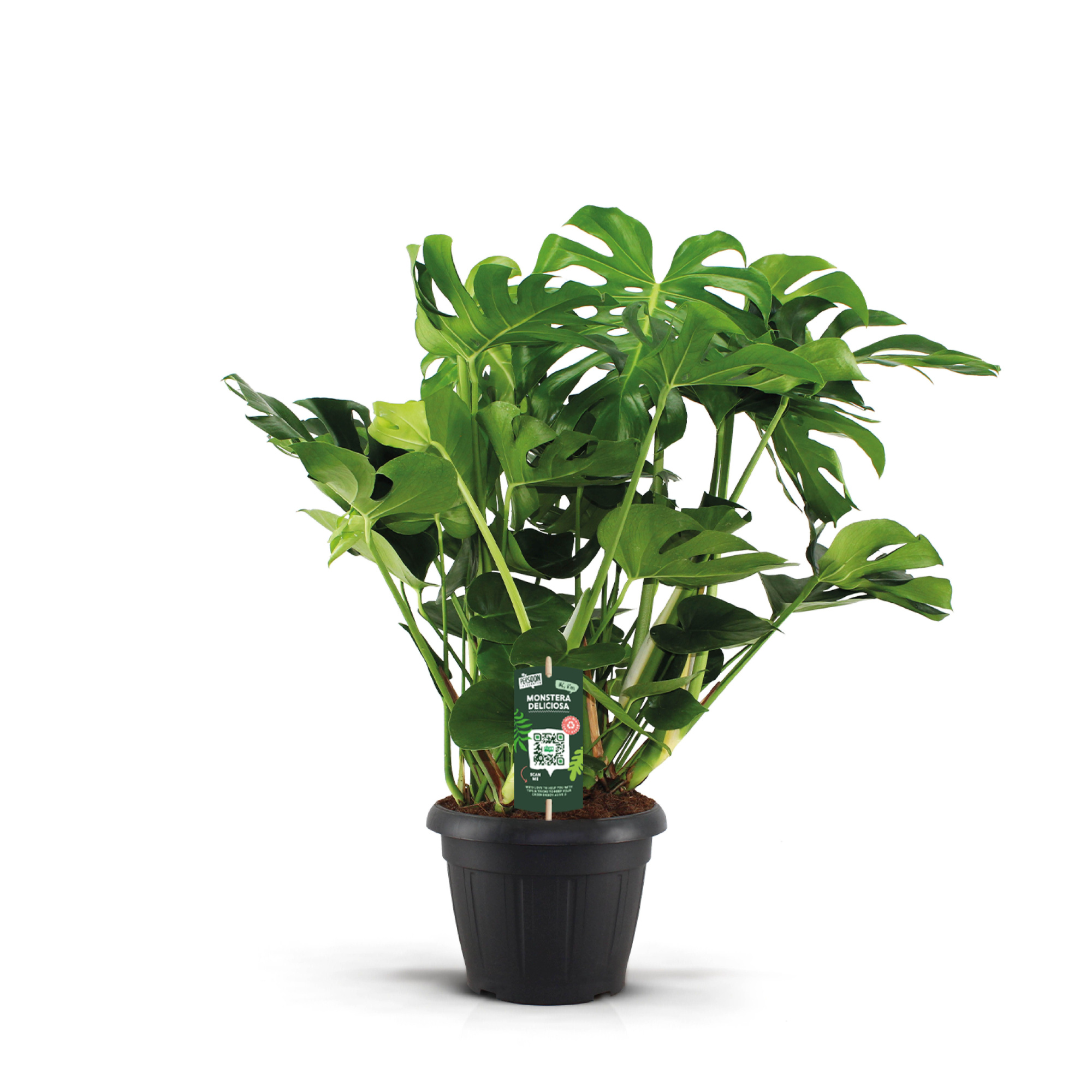 Monstera Deliciosa 35, D 35
