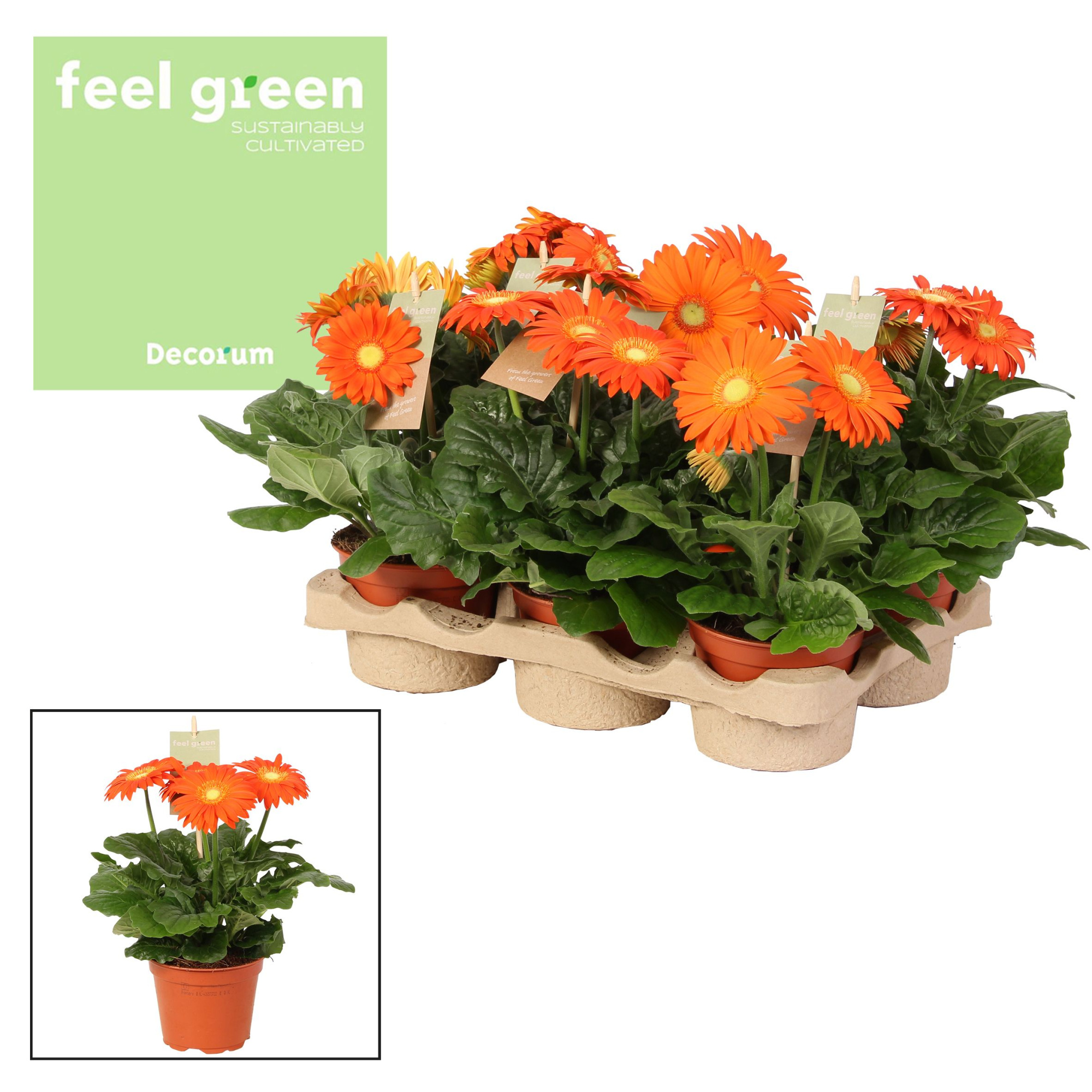 Gerbera oranje tinten 2+ bl. Feel Green, nature Decorum, D 12
