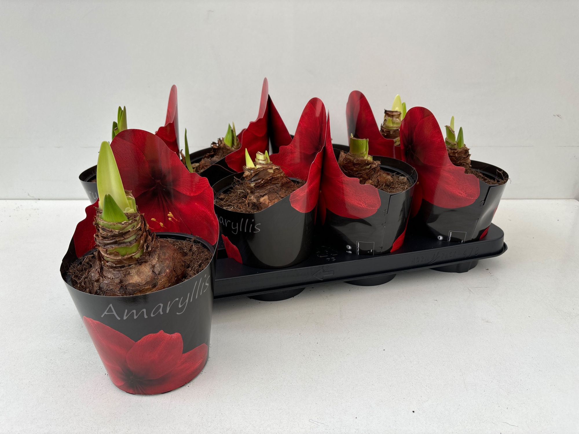 Amaryllis red, D 14 cm