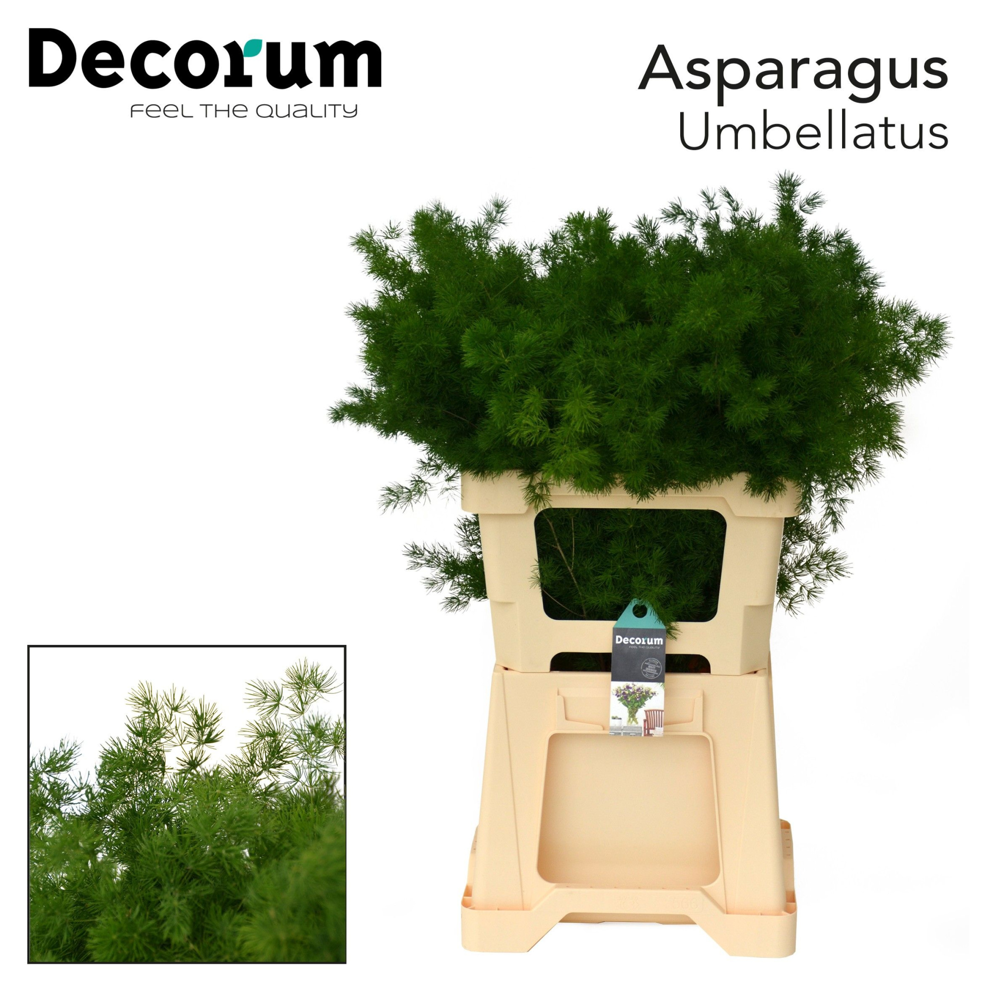 Аспарагус Умбелатус 55, шт.