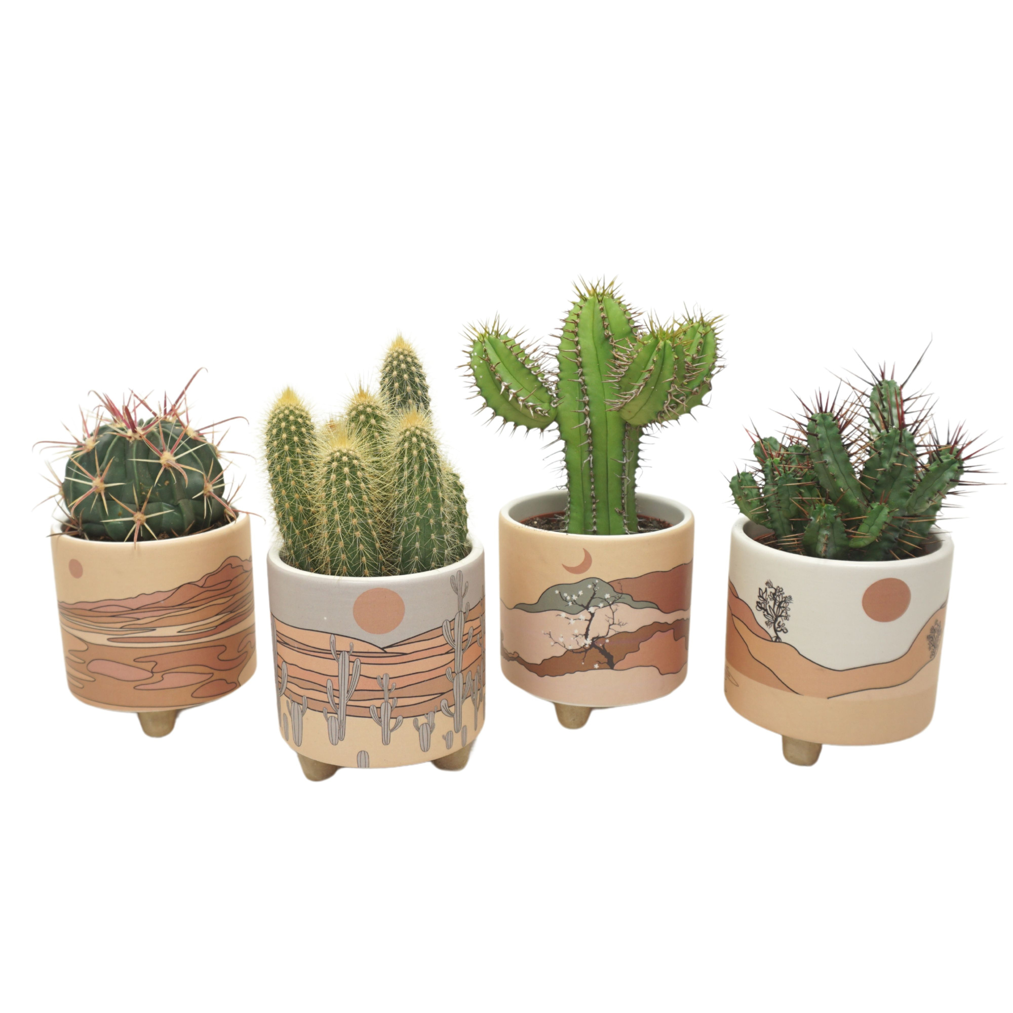 Cactus mix in 10 cm 'Palm Mar' sierpot, D 8,5 cm