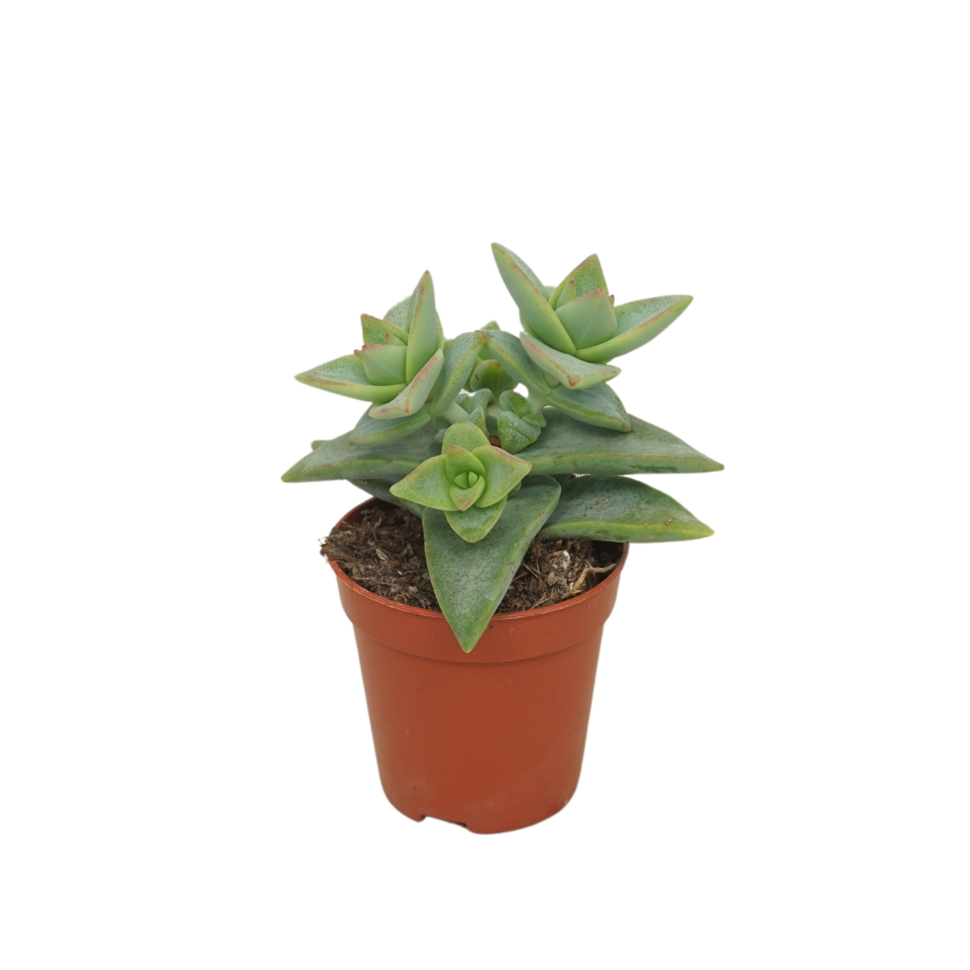 Crassula perforata pagoda 5,5 cm, D 5,5 cm
