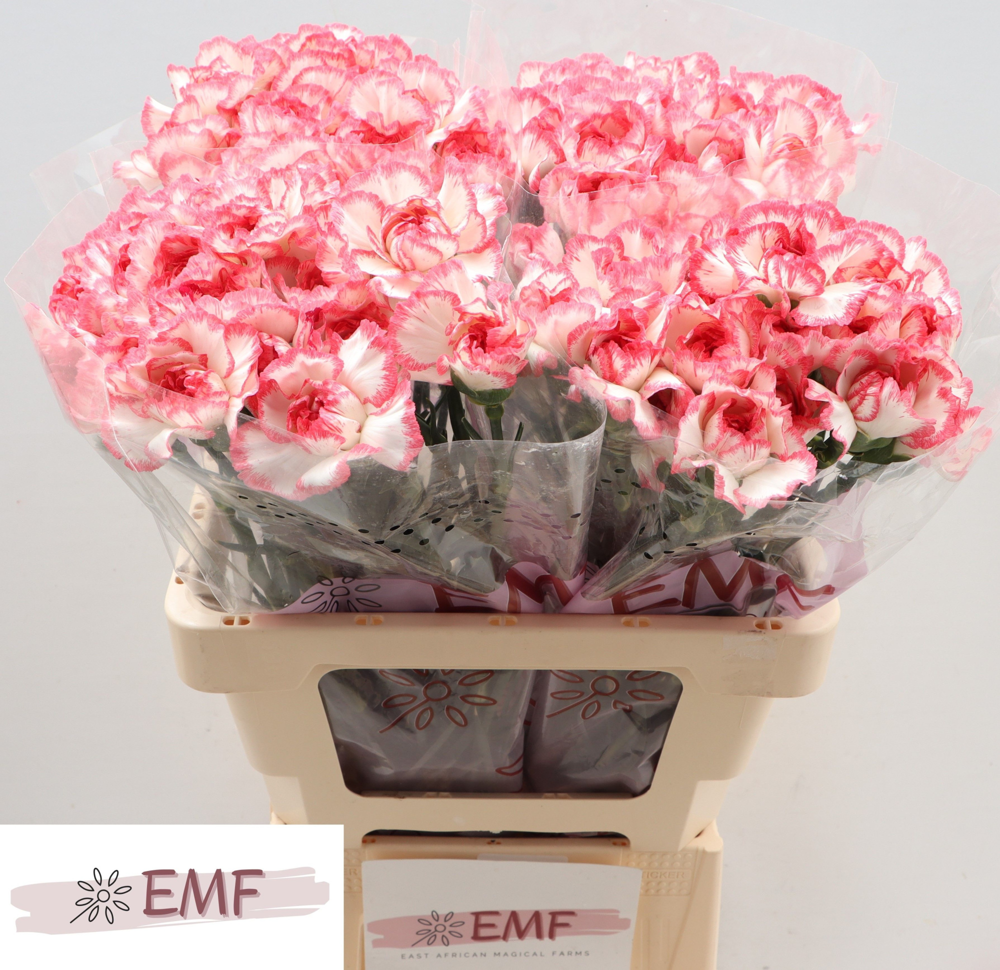 Диантус од. Бакара Пинк, шт.