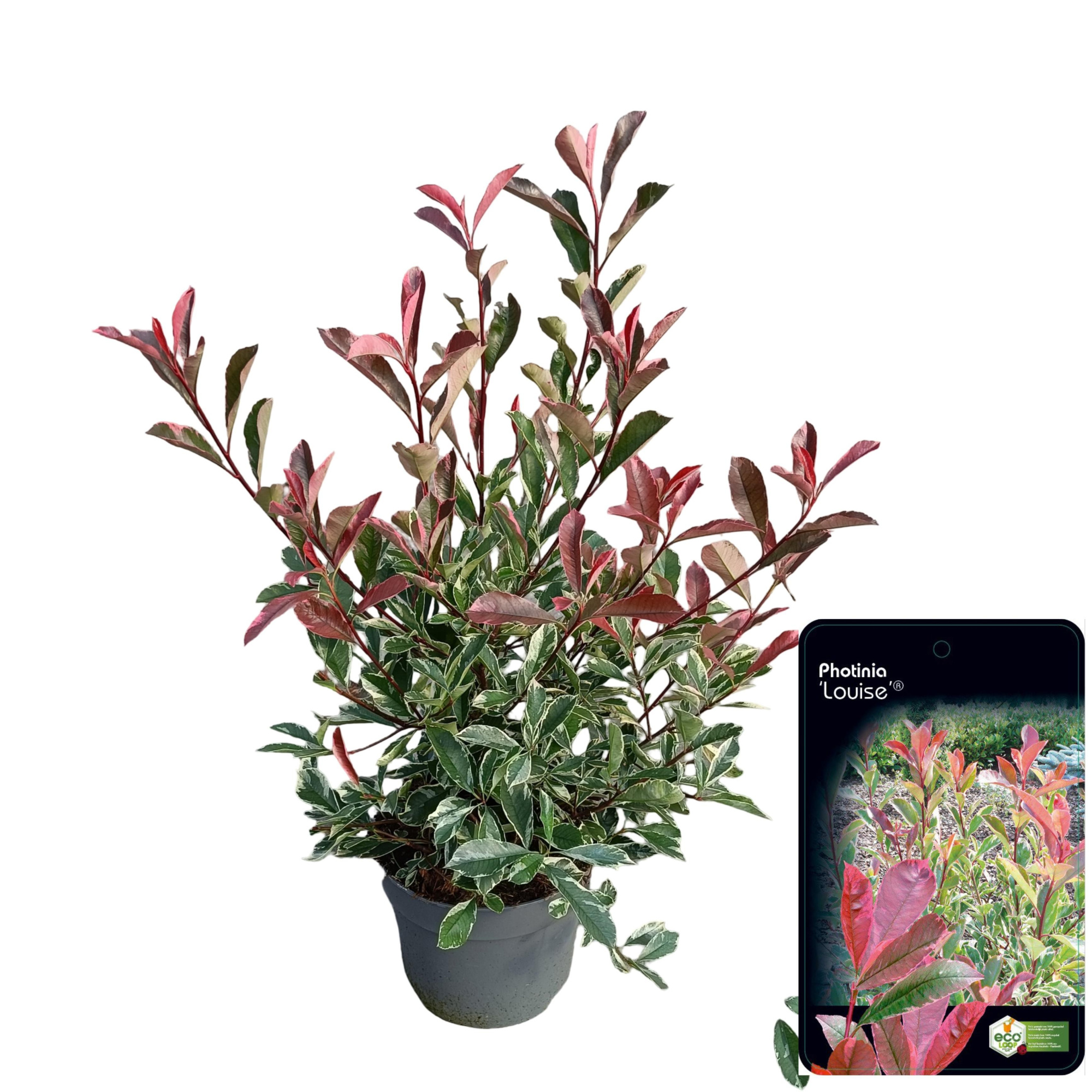 Photinia fraseri 'Louise'® C10, D 28 cm