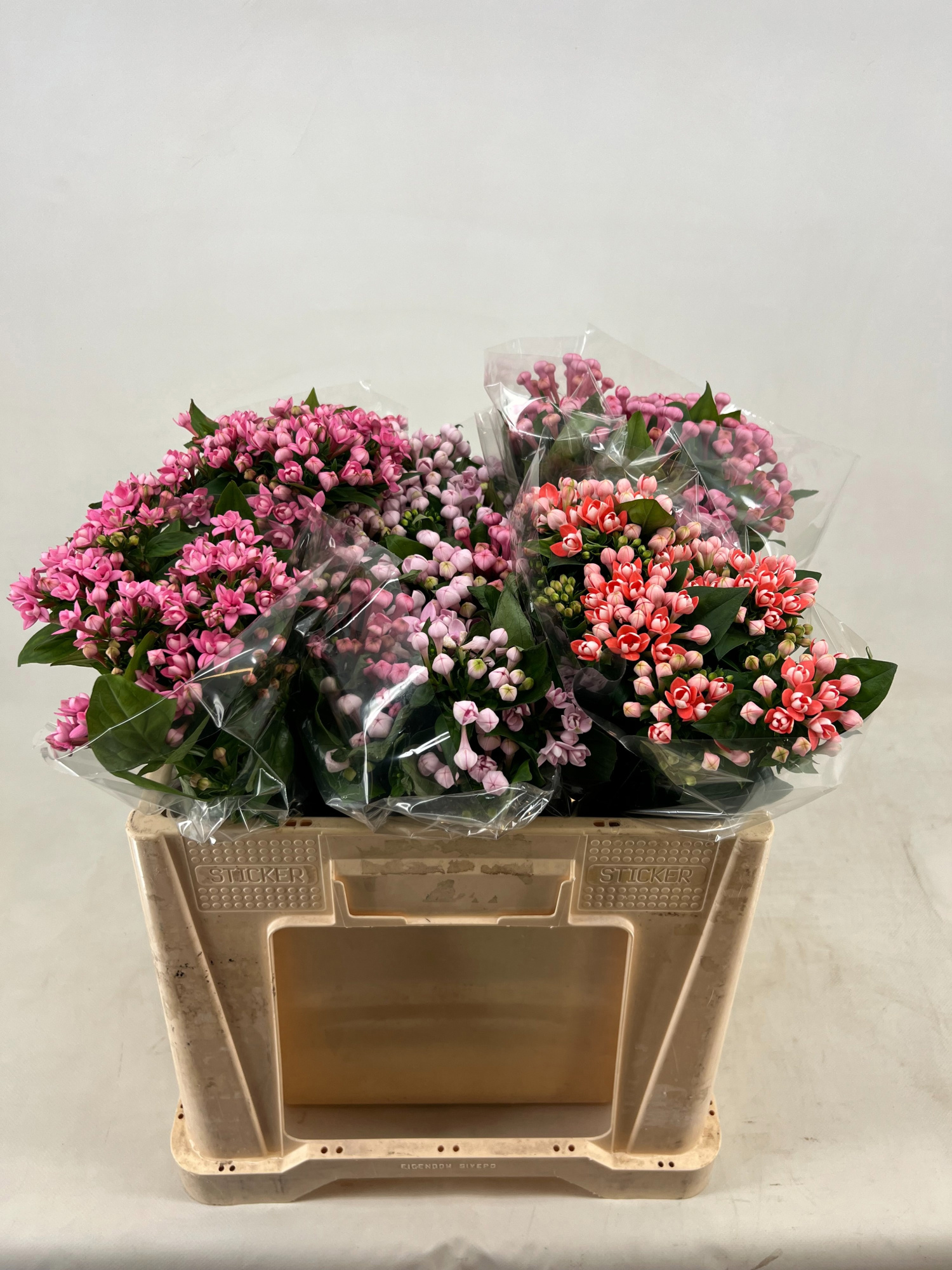 Бовардия дв. Микс 50, шт.