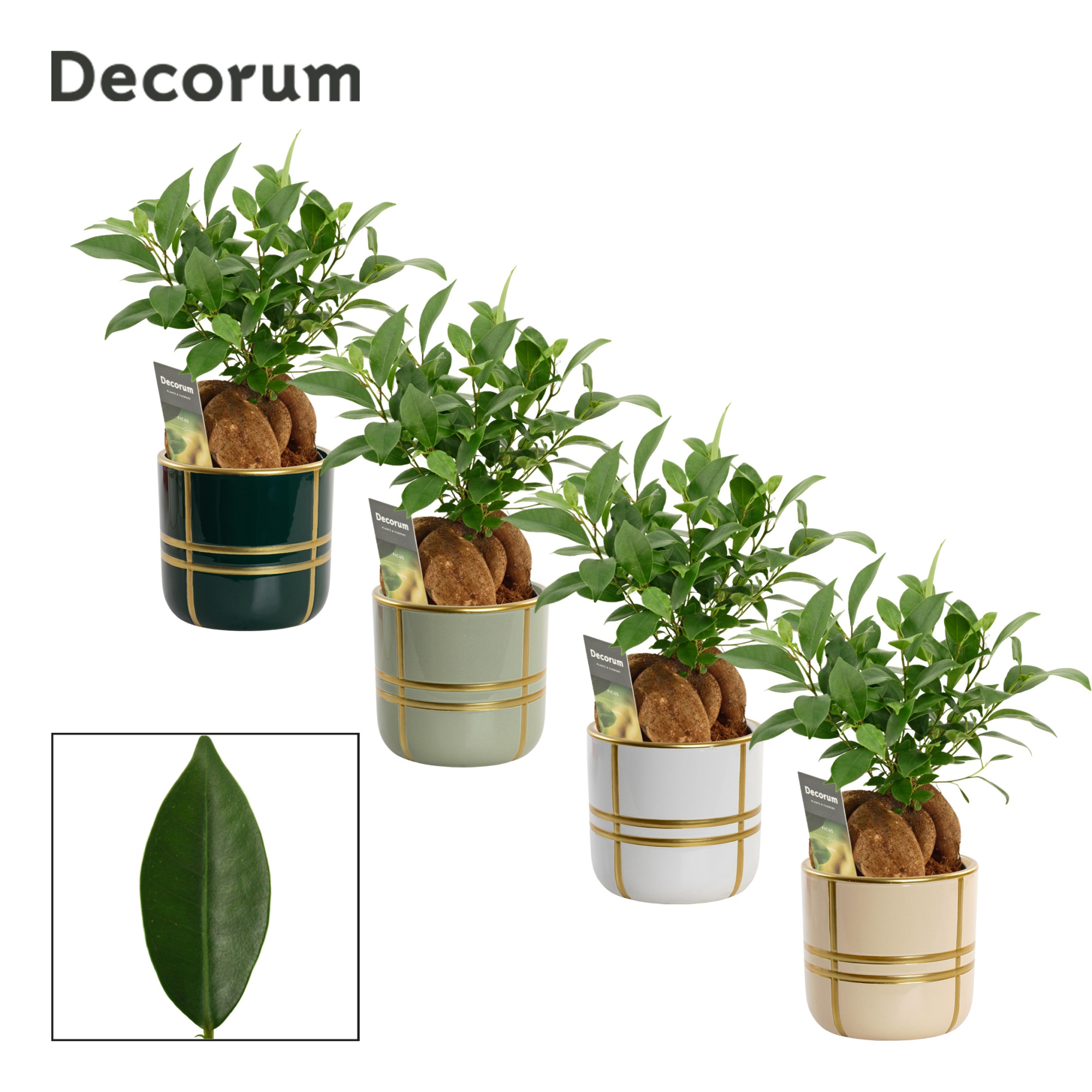 Ficus Ginseng 12 cm Retusa in Lauri (Top blend-collection), D 12 cm