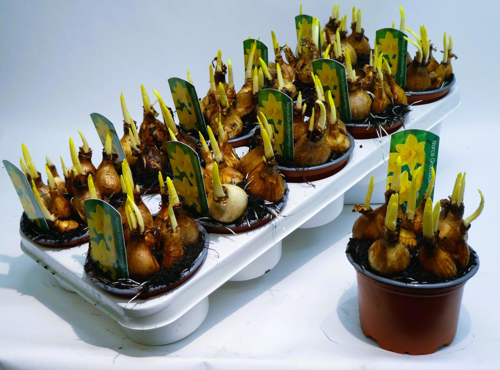 Groot meerbloemig licht geel, D 12