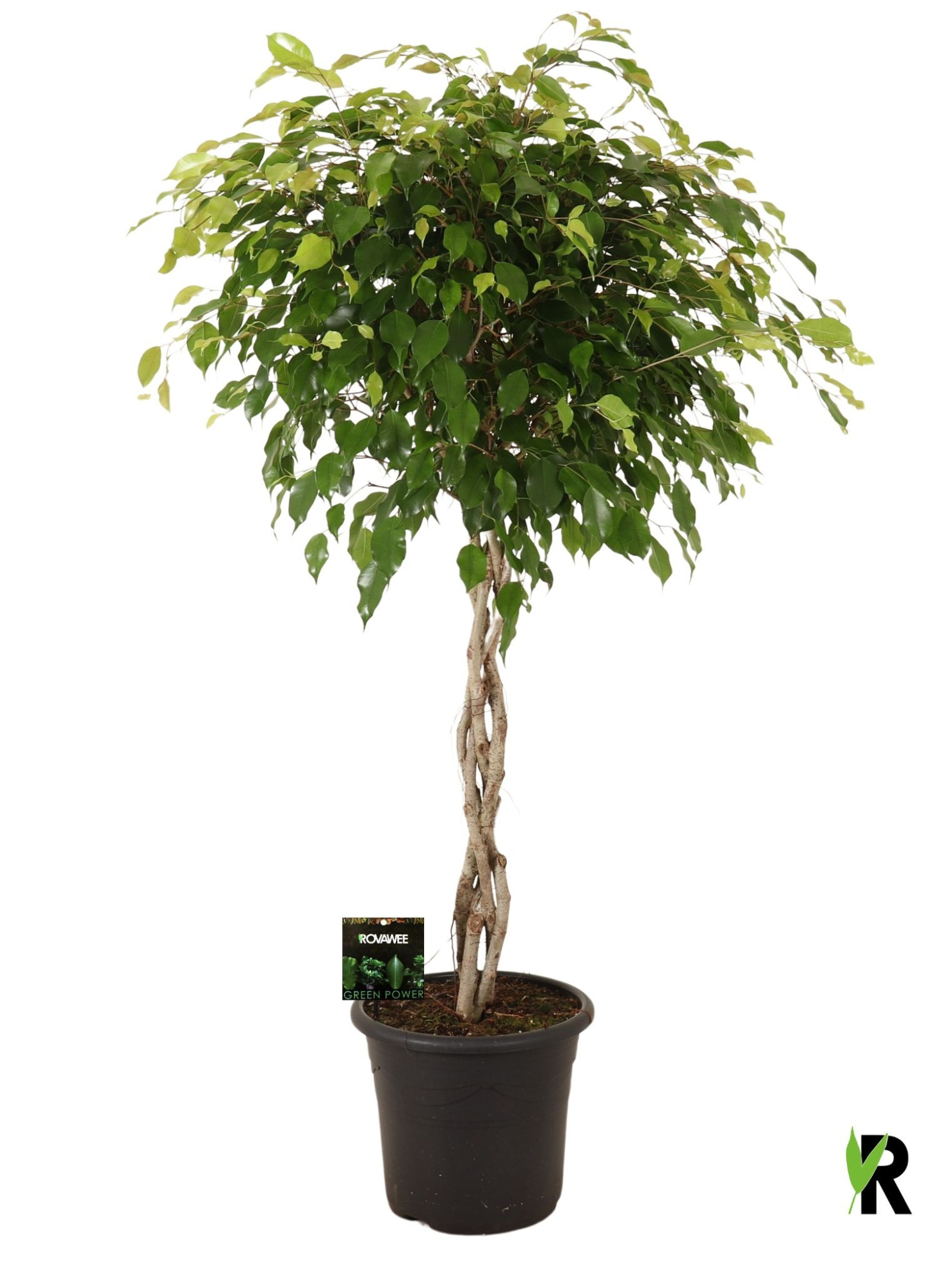 Ficus benj. Exotica gevlochten stam in sierpot, D 32 cm