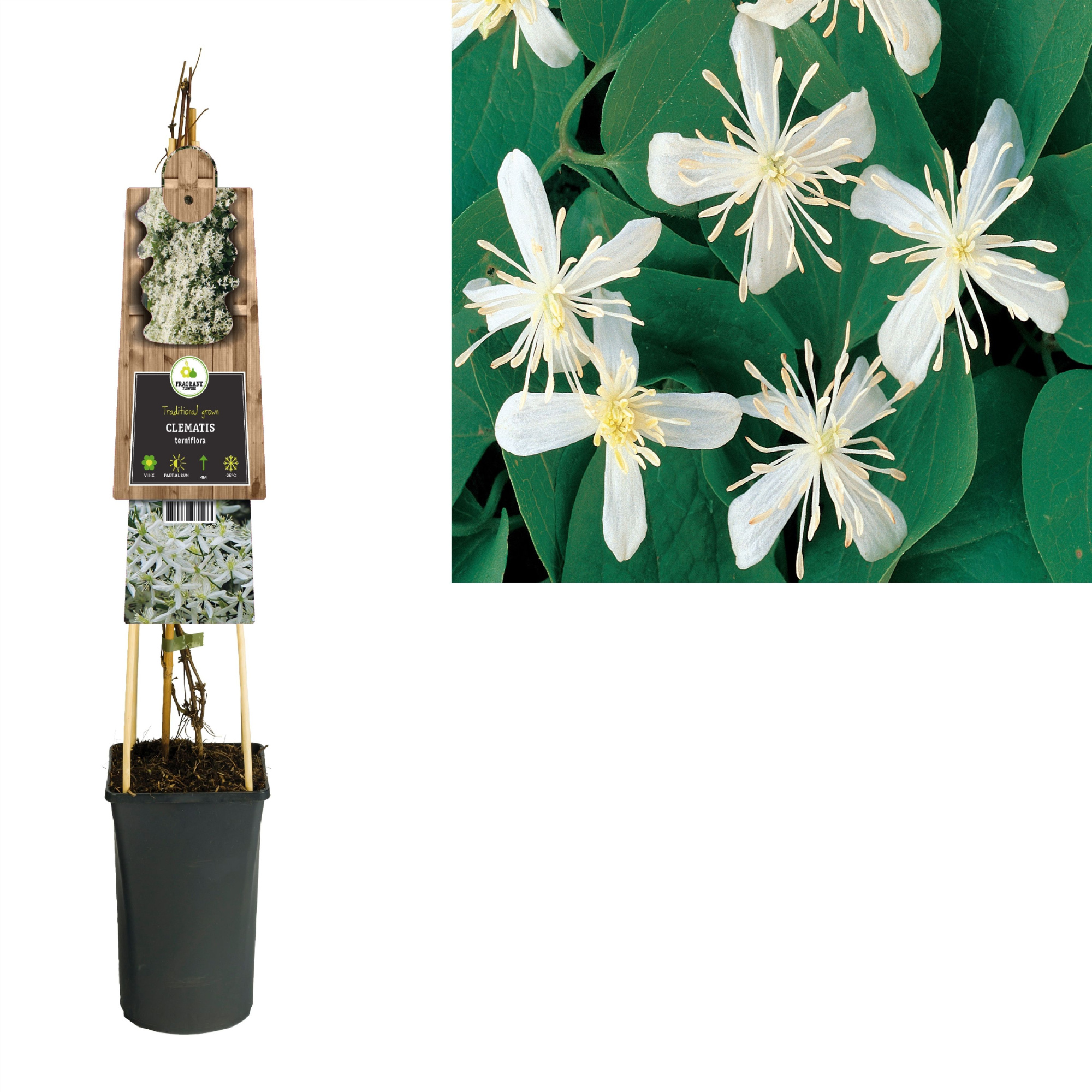 Clematis terniflora +3.0 label, D 17 cm