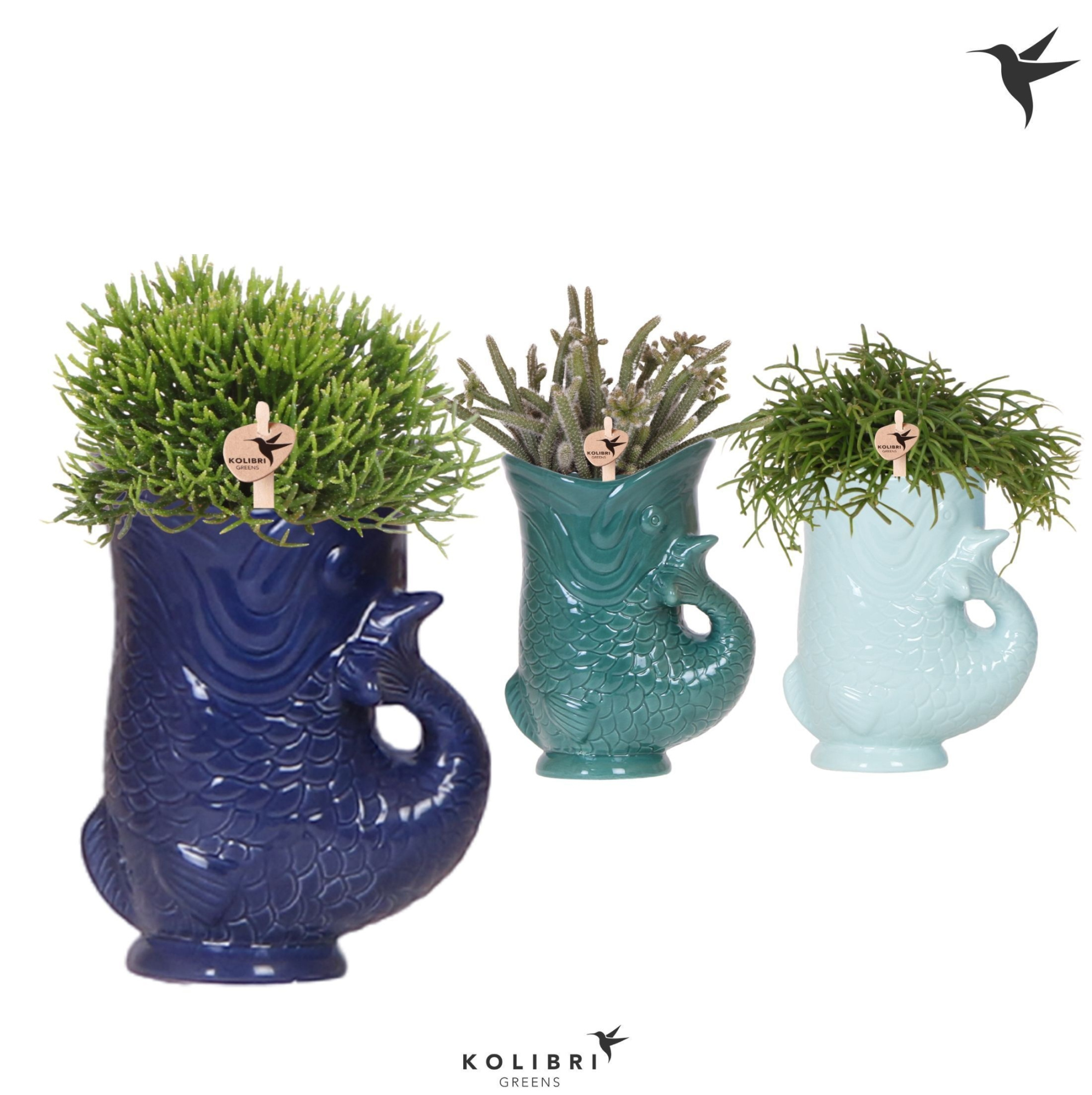 Kolibri Greens Rhipsalis mix in Fish pot blue mix, D 9 cm