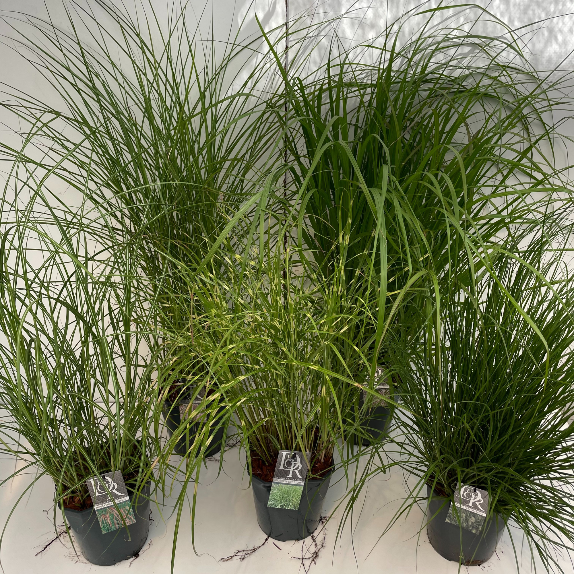 Siergras mix excl., D 23 cm