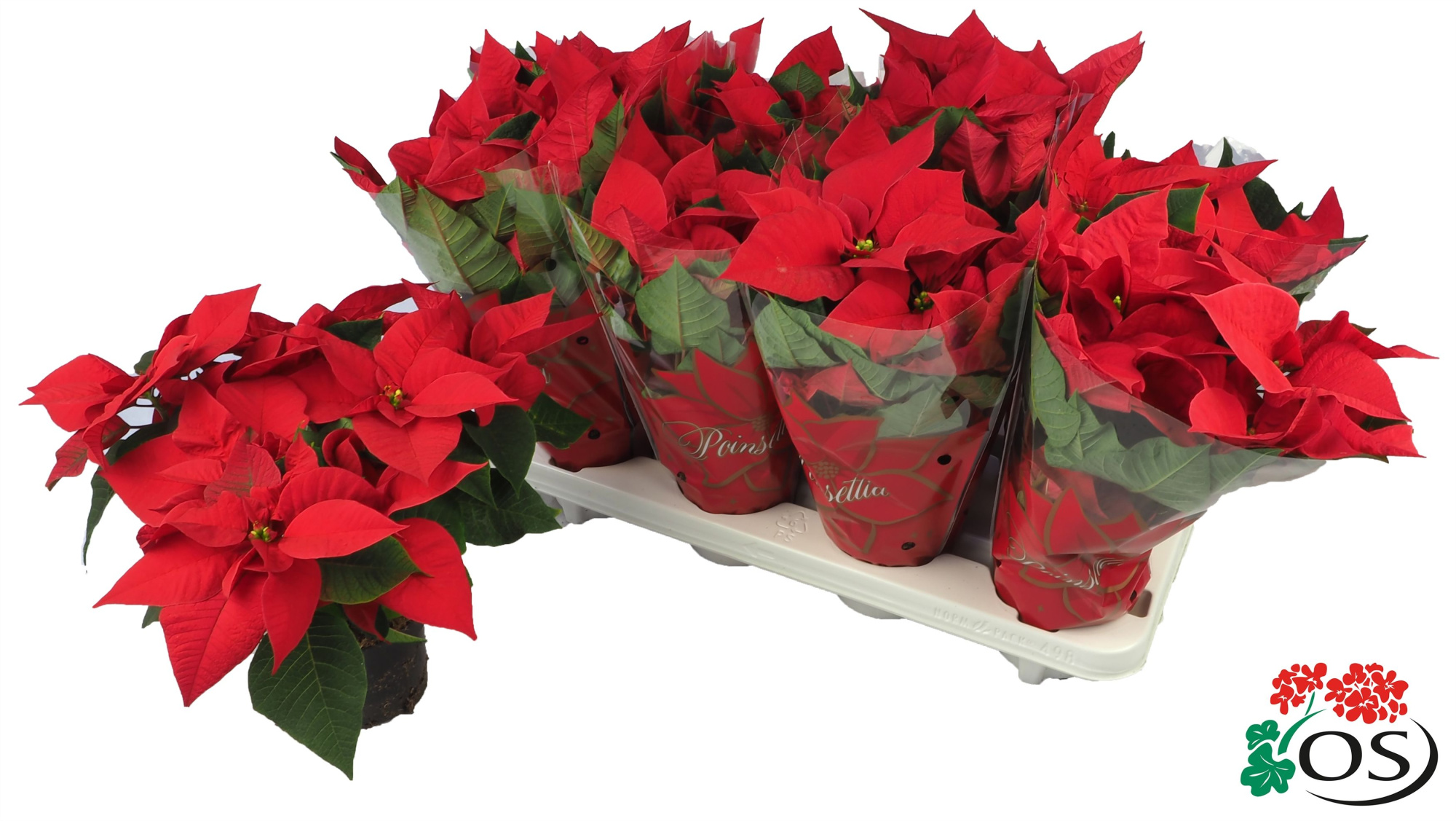 Euphorbia Mars red vertakt met hoes, D 11 cm