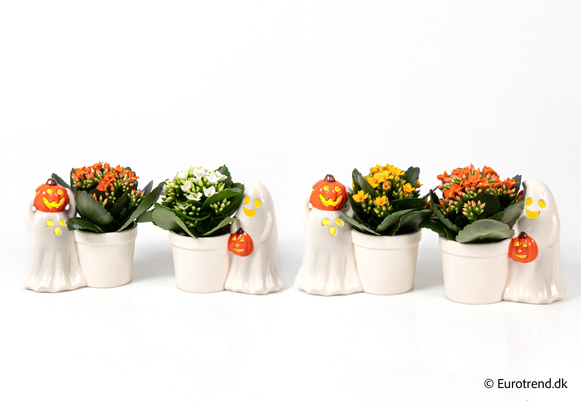 Kalanchoe in ghost Halloween ceramic - Halloween 2025, D 6 cm