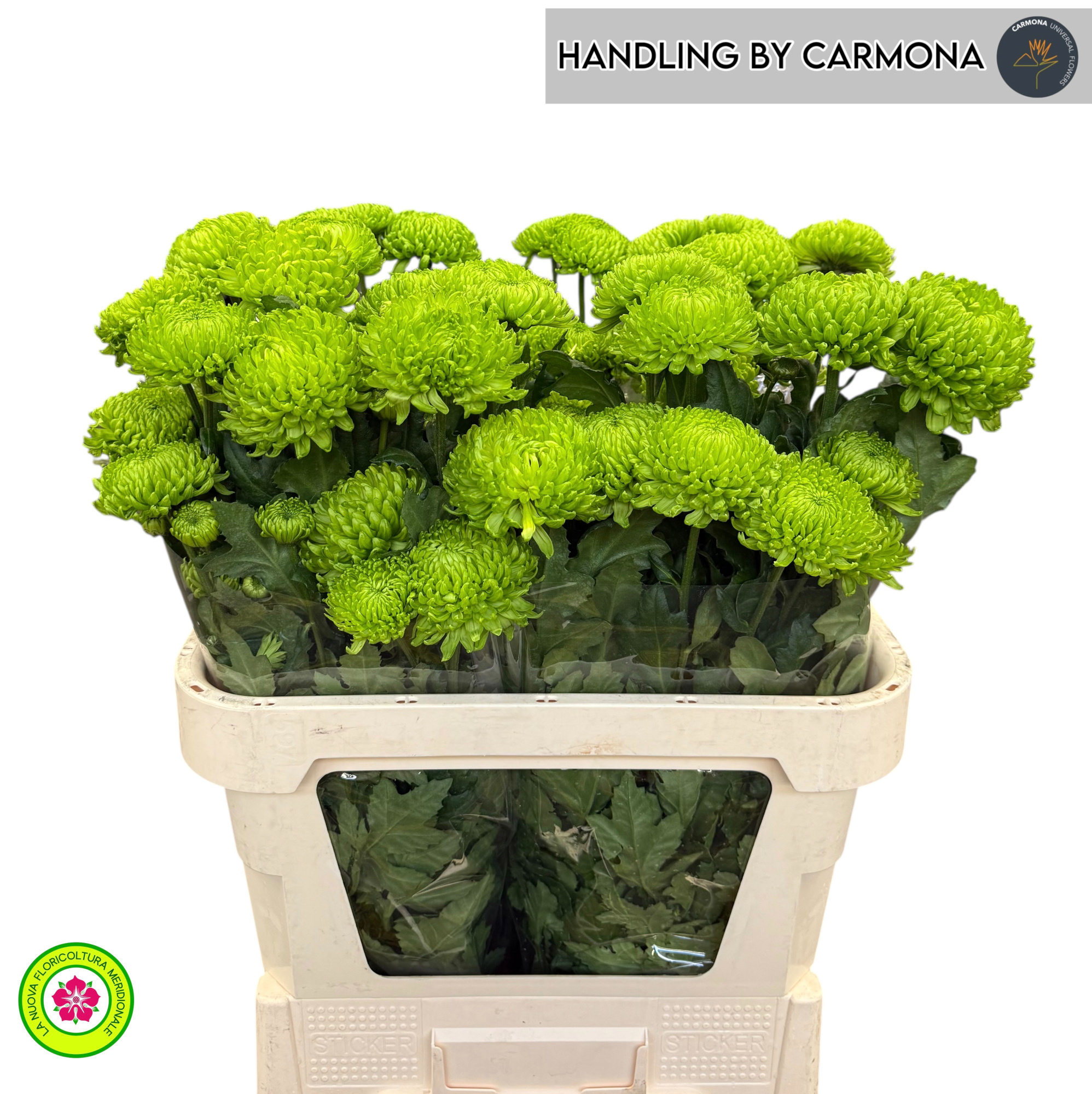 Хризантема од. Бомбеллини 80, шт.