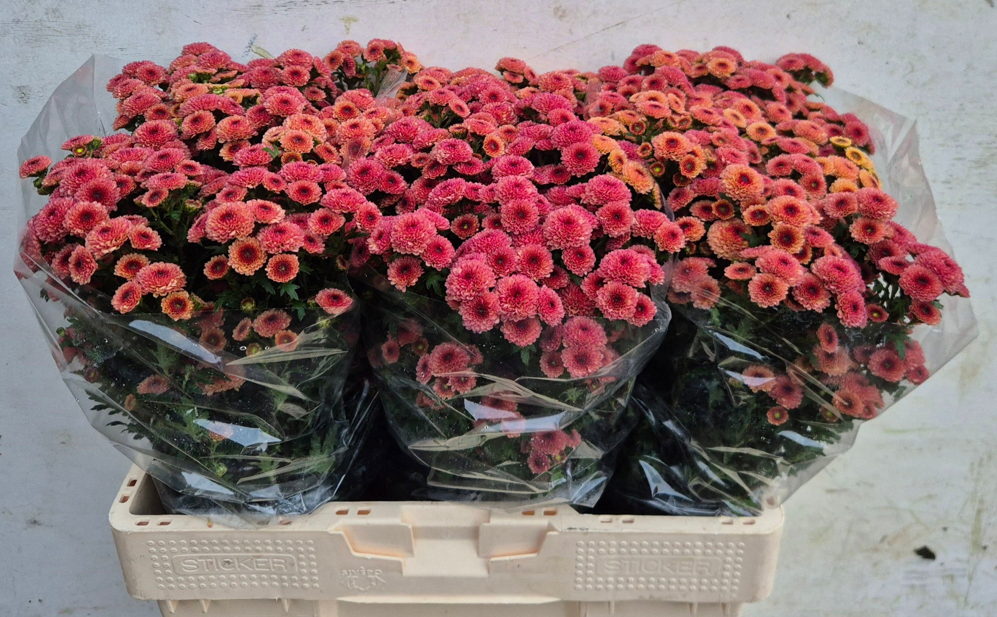 Сантини Калимеро Априкот, шт.