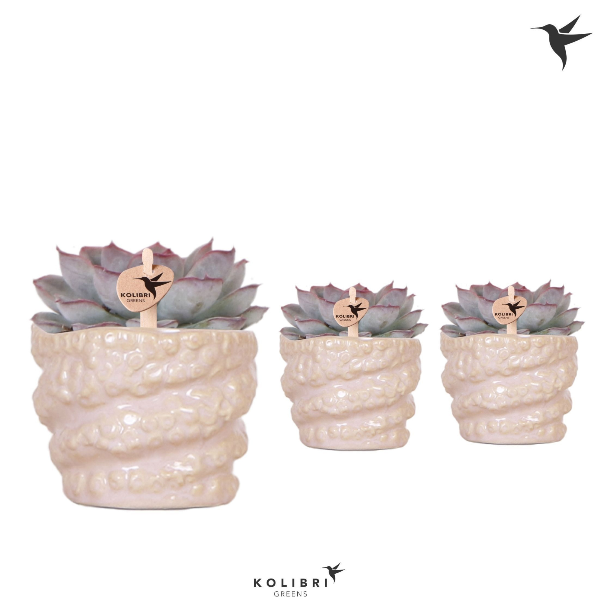 Kolibri Greens Succulenten Echeveria Mystery in Octopus pot, D 6 cm