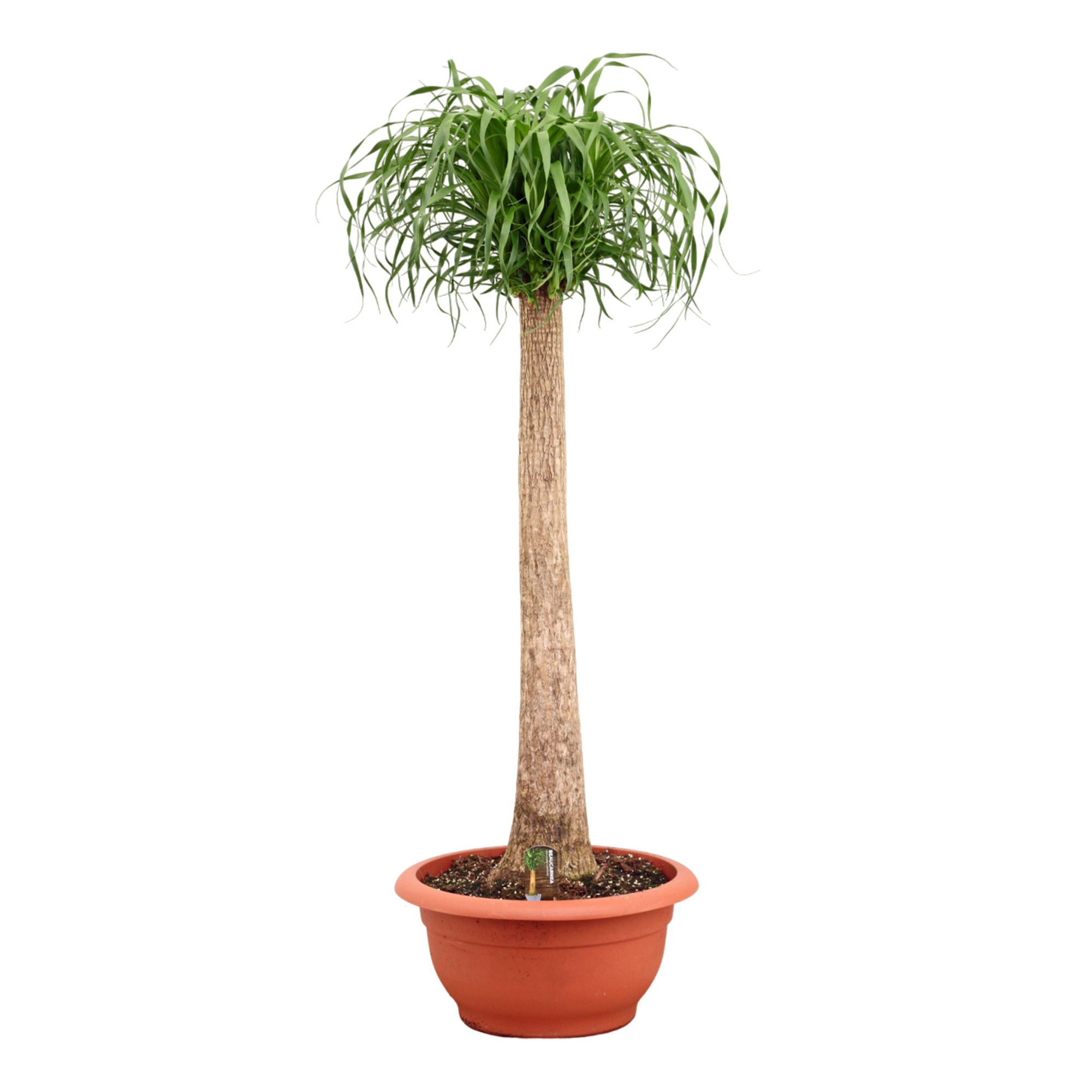 Beaucarnea recht 55 cm, D 55 cm