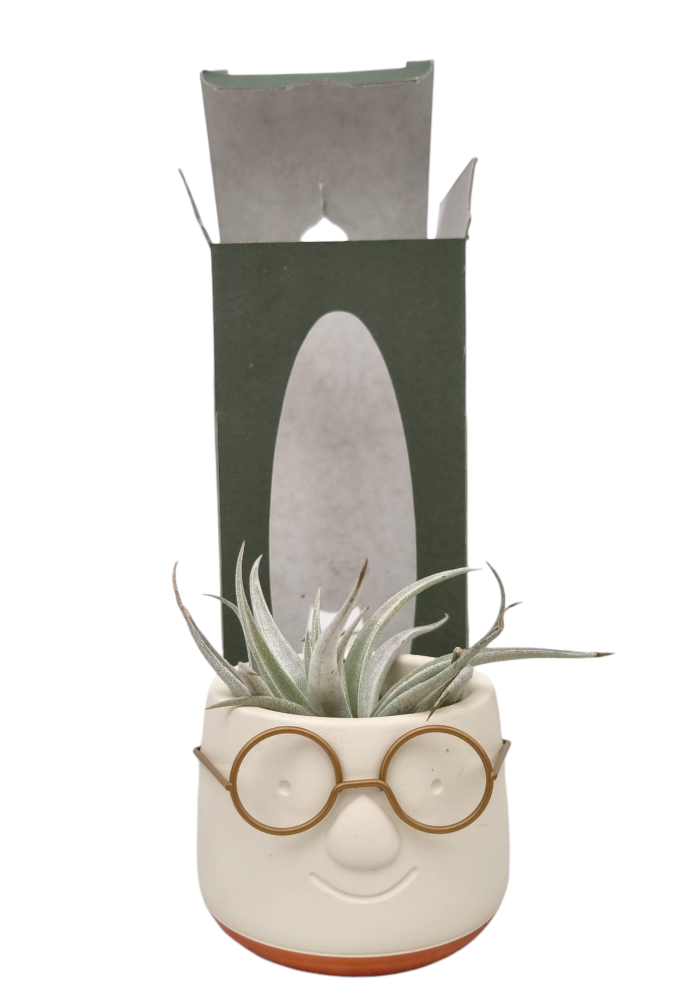 Tillandsia Golden dude gift package, D 9 cm