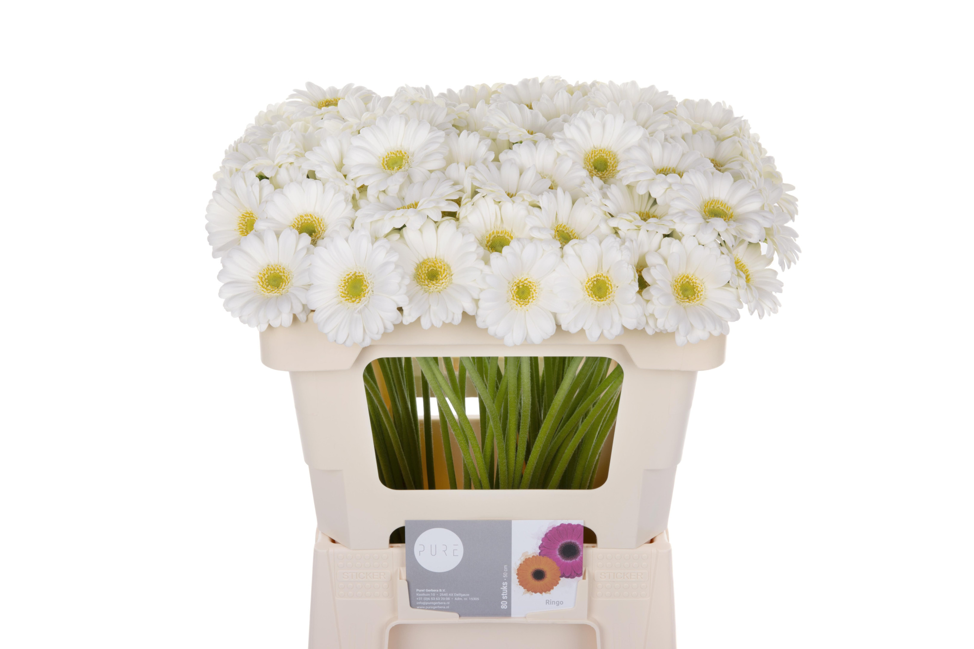 Гермини Ринго, шт.