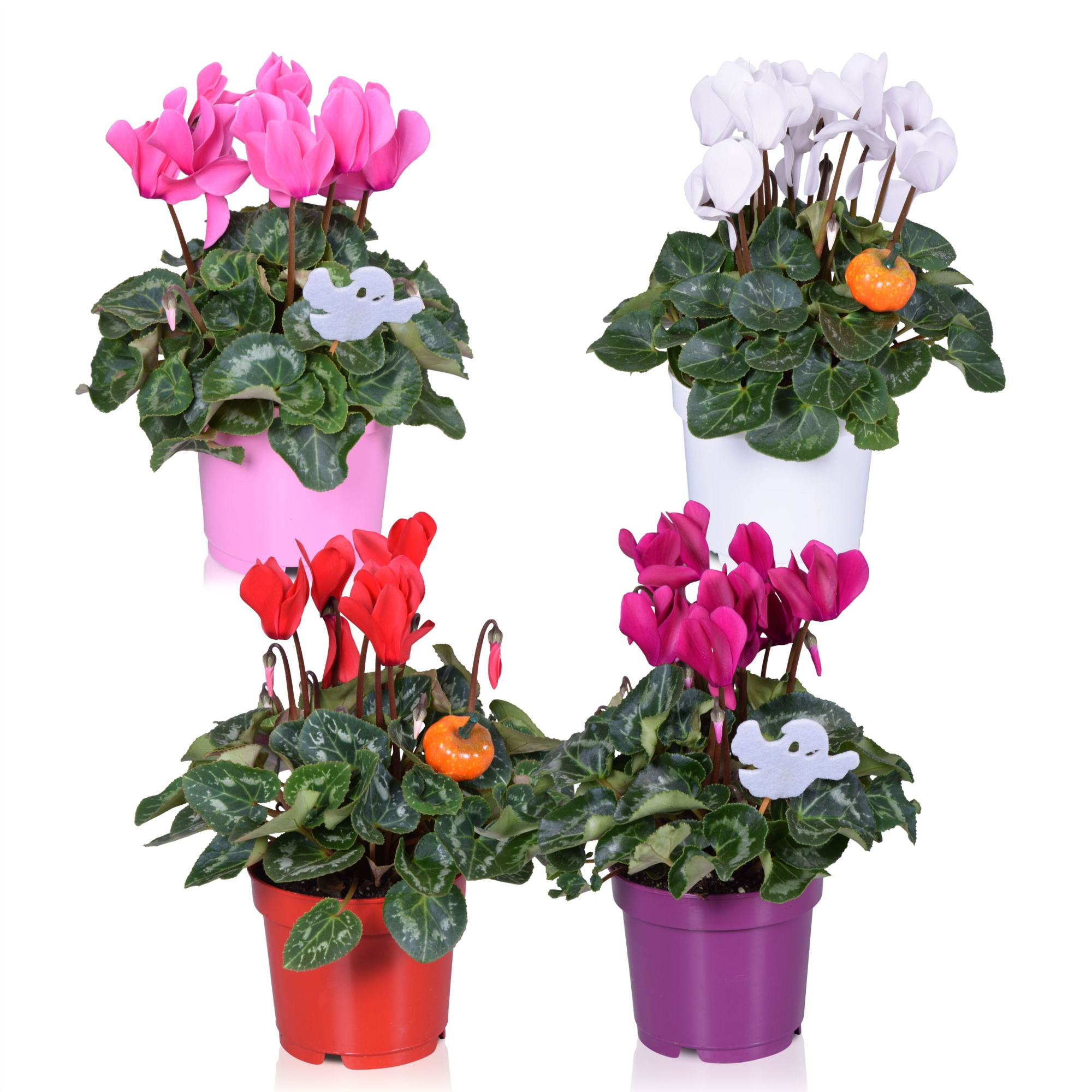 Cyclamen in Ton sur Ton kweekpot met bijsteker (Halloween), D 12