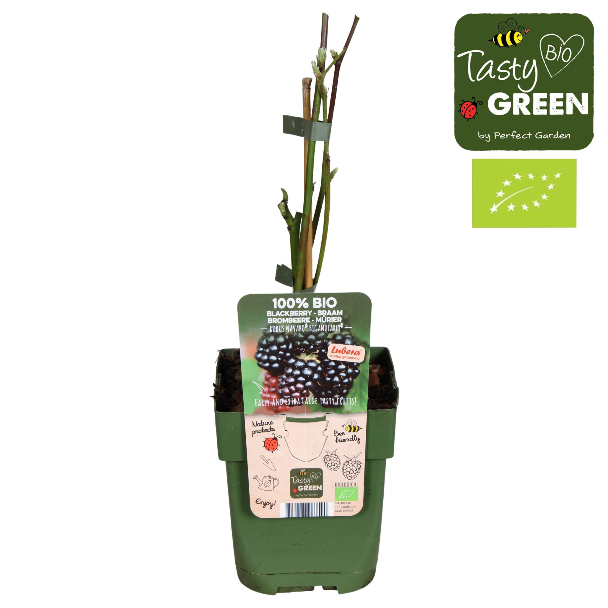 Rubus Navaho® Bigandearly® Bio P13, D 13