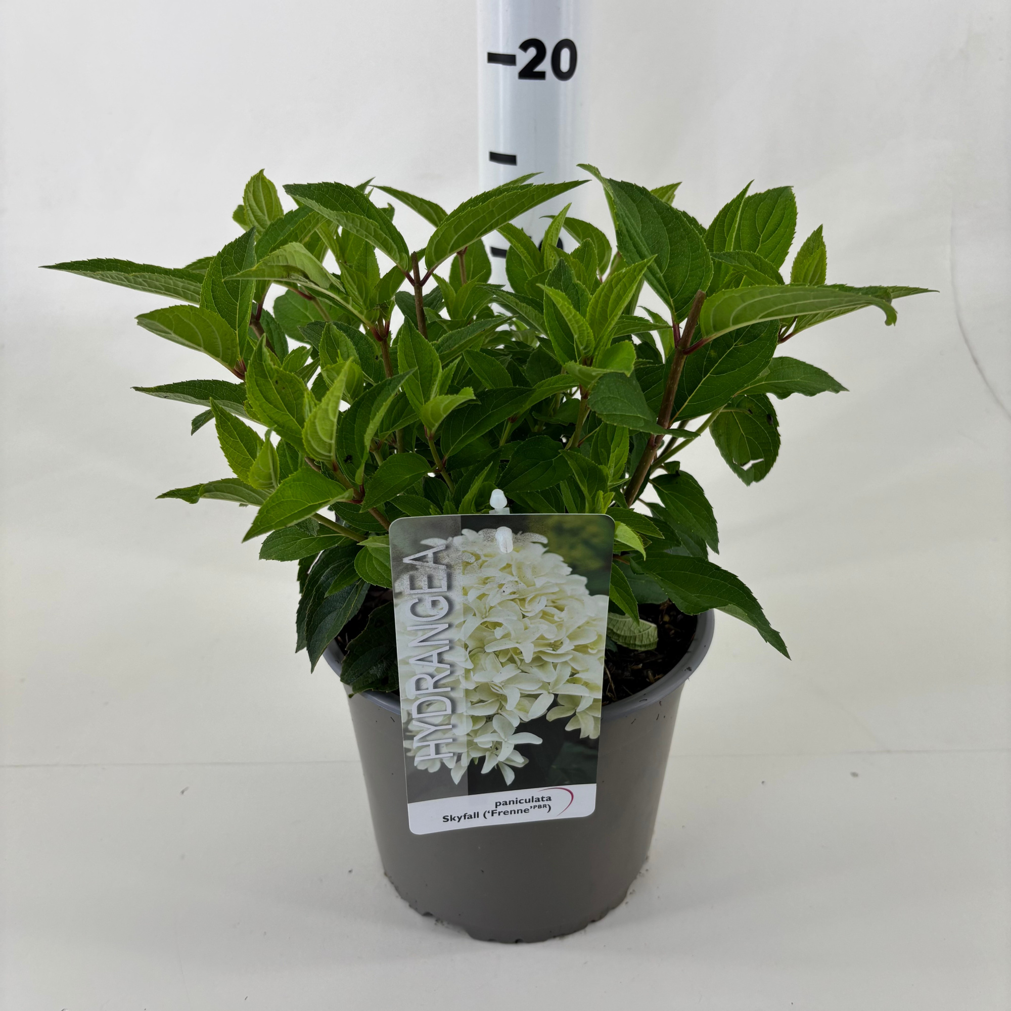 Hydrangea paniculata 'Skyfall', D 19 cm