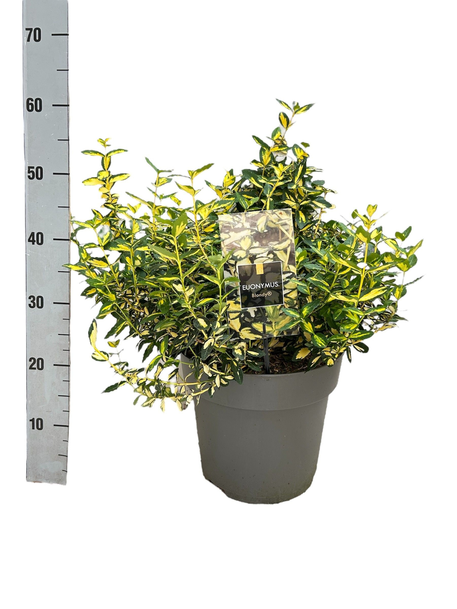 Euonymus fortunei ´Blondy´ C10, D 29 cm